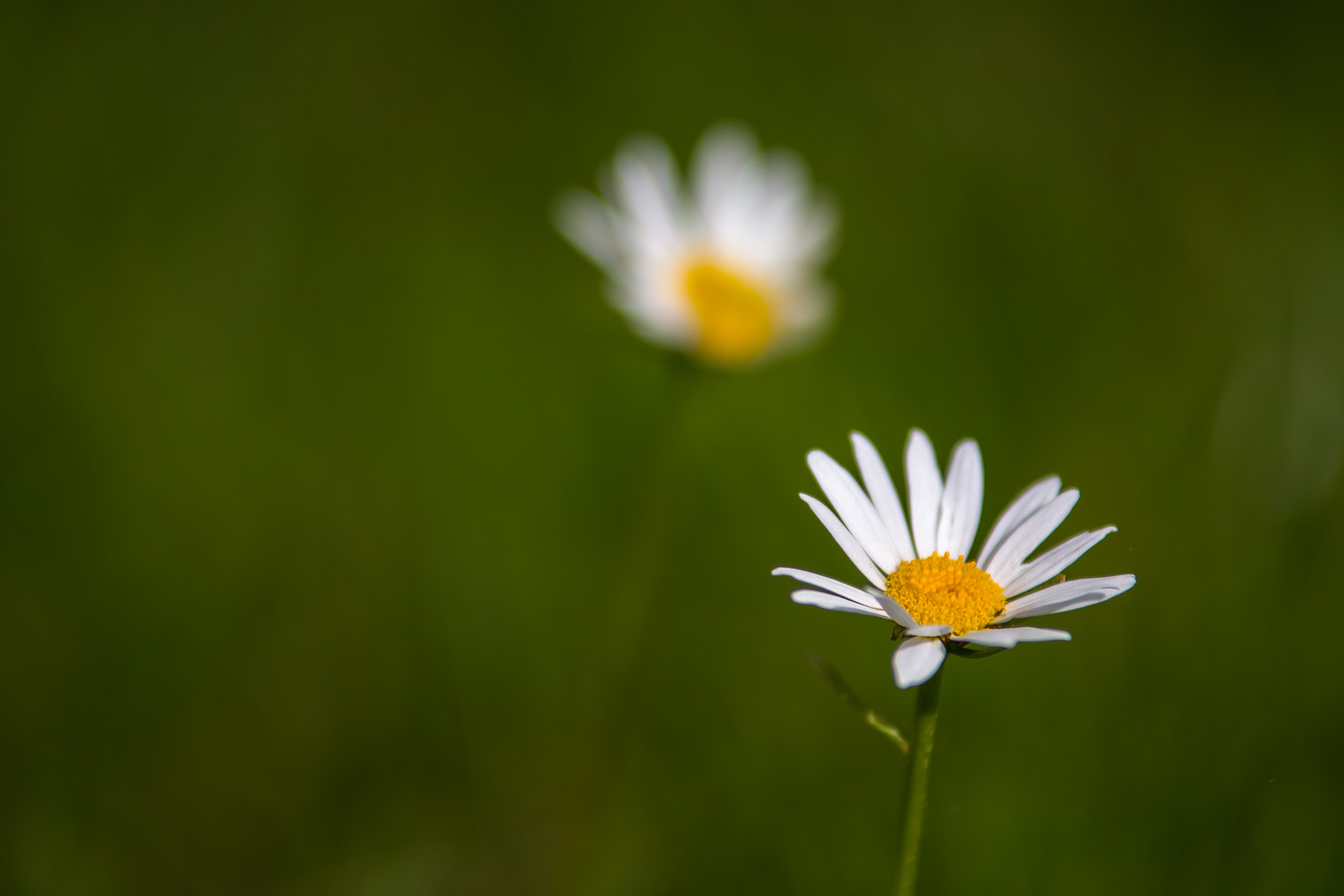 Tamron SP AF 70-200mm F2.8 Di LD (IF) MACRO sample photo. Felix becker macro photography