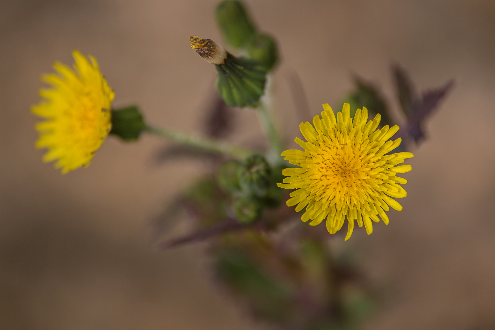 Tamron SP AF 70-200mm F2.8 Di LD (IF) MACRO sample photo. Felix becker macro photography