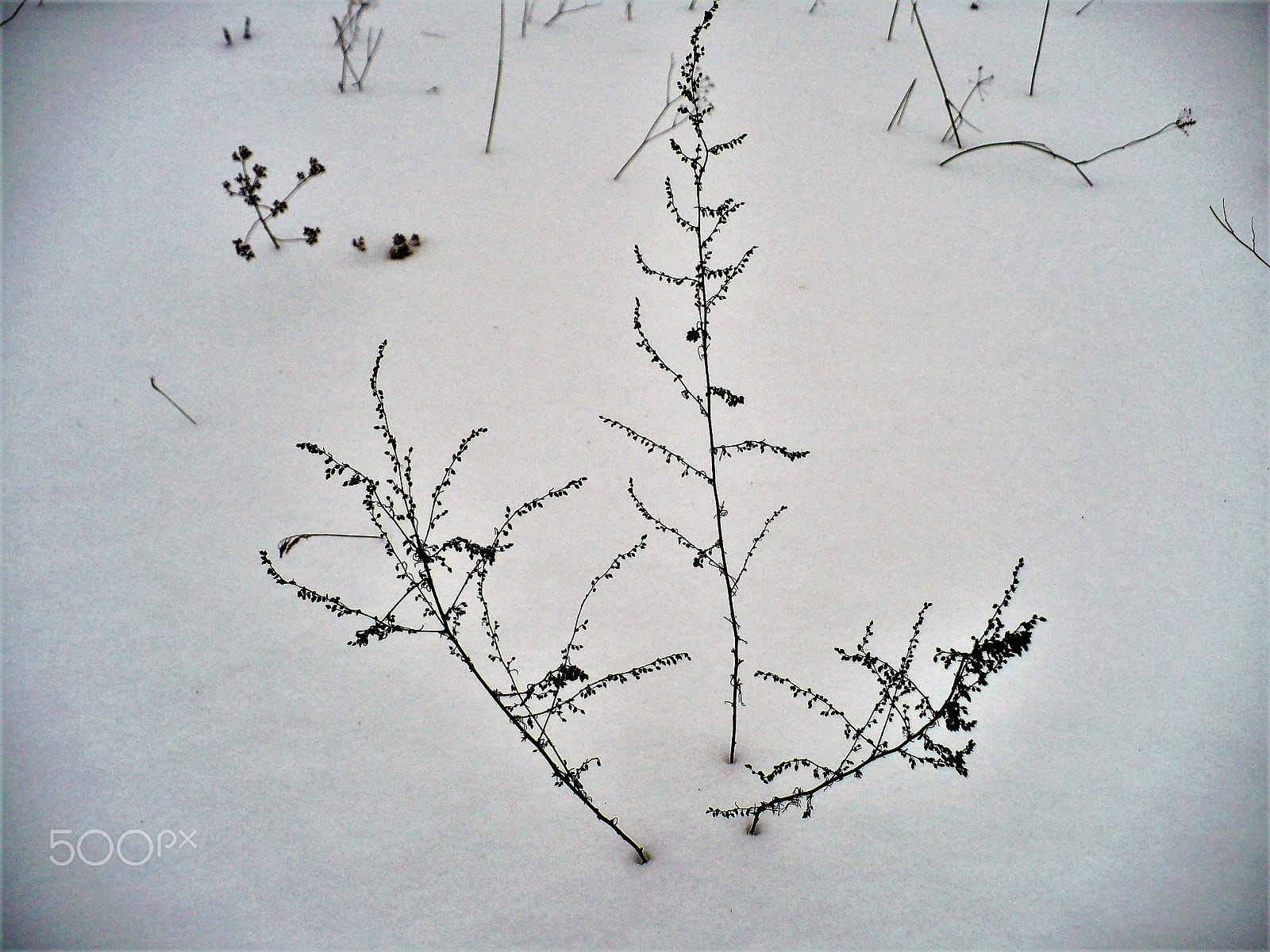 Panasonic DMC-LZ7 sample photo. Blades of grass in the snow photography