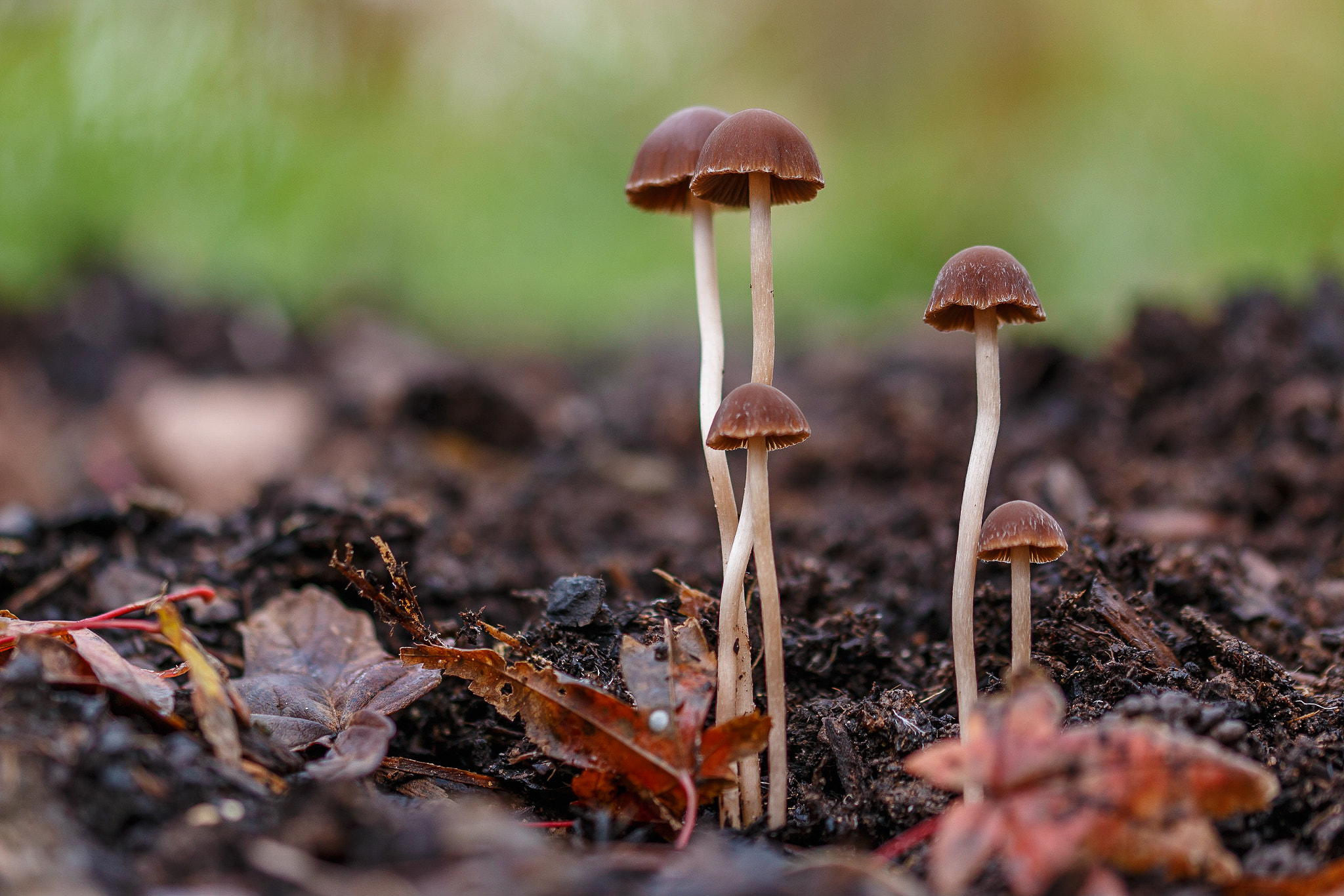 Sigma 105mm F2.8 EX DG OS HSM sample photo. Felix becker macro photography