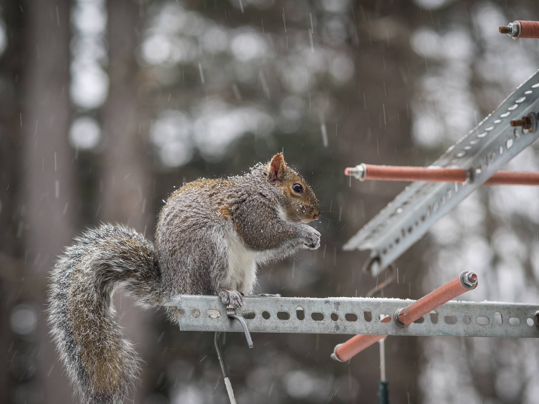 Olympus OM-D E-M1 + Olympus M.Zuiko Digital ED 75mm F1.8 sample photo. Squirrel photography