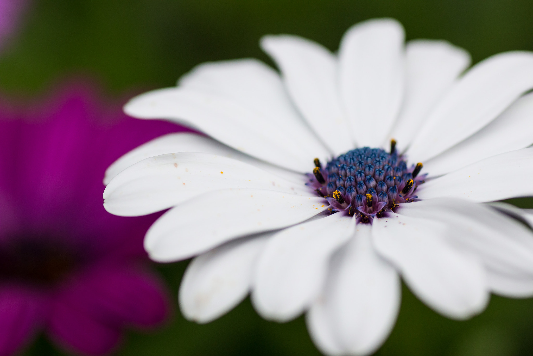 Canon EOS 70D + Tamron SP AF 90mm F2.8 Di Macro sample photo. Felix becker macro photography