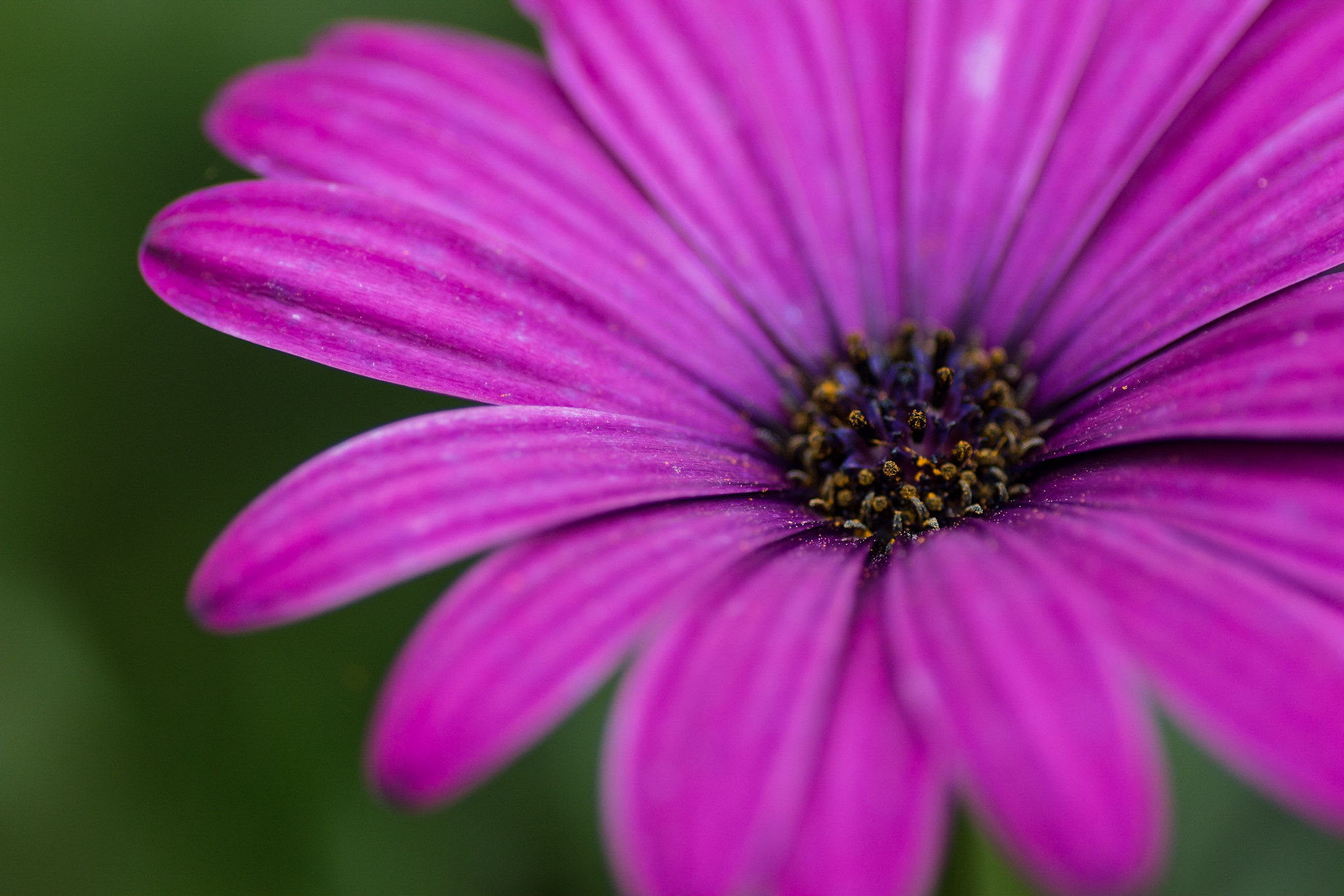 Canon EOS 70D + Tamron SP AF 90mm F2.8 Di Macro sample photo. Felix becker macro photography