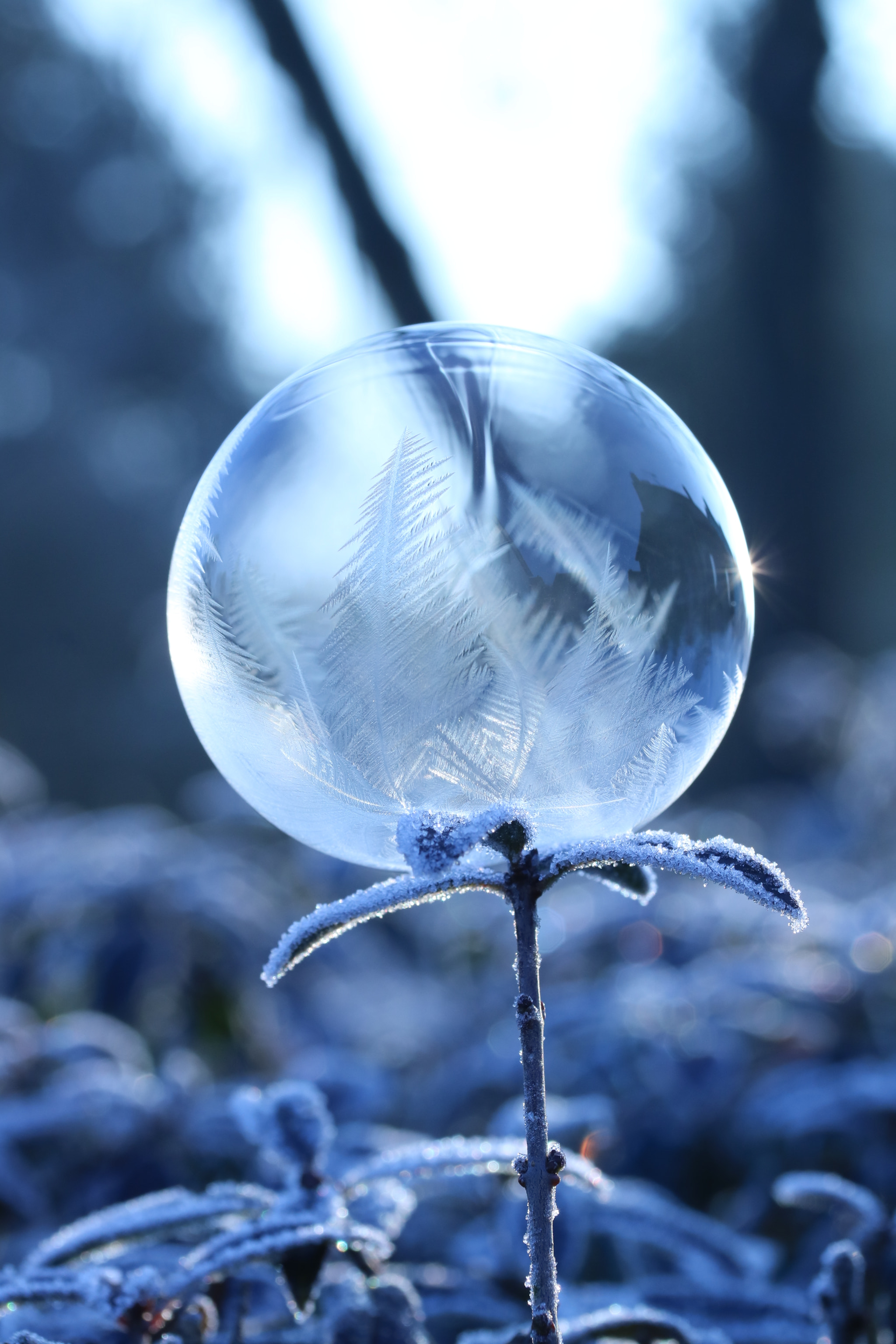 Canon EF-S 60mm F2.8 Macro USM sample photo. Frozen photography