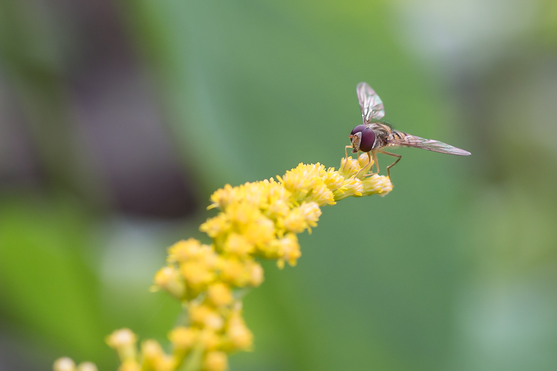 Canon EOS 70D + Tamron SP AF 90mm F2.8 Di Macro sample photo. Felix becker macro photography