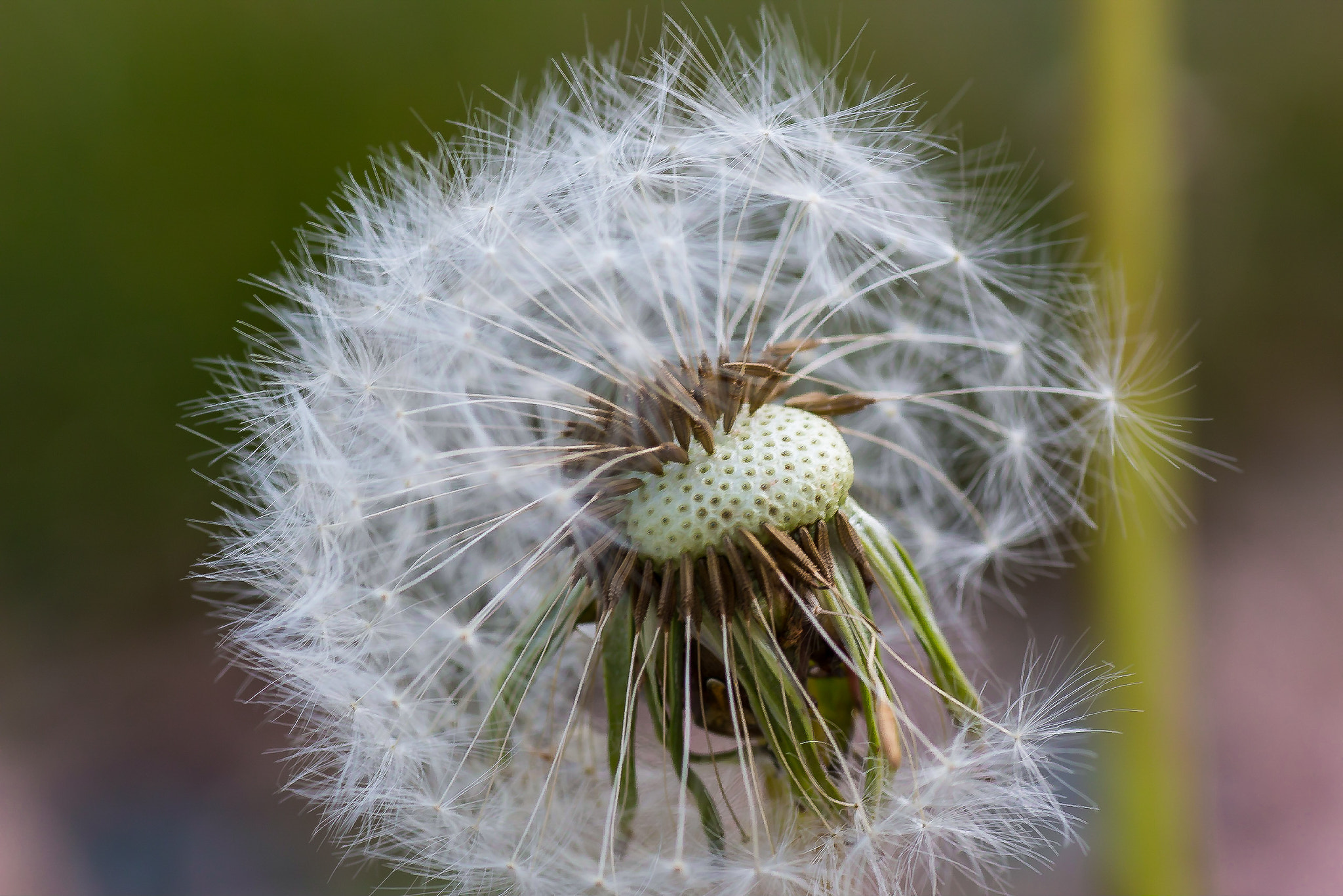 Canon EOS 70D + Tamron SP AF 90mm F2.8 Di Macro sample photo. Felix becker macro photography