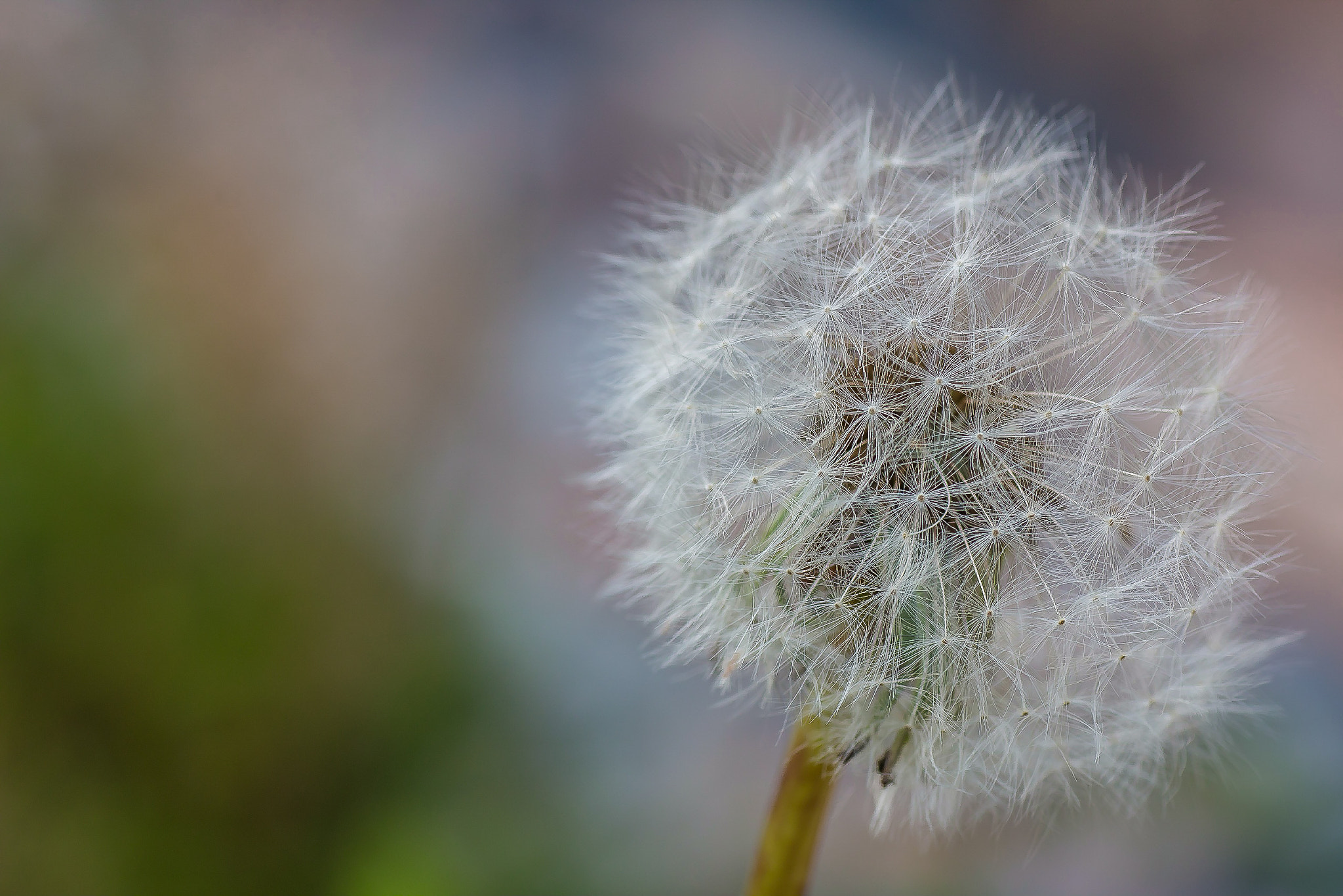 Canon EOS 70D + Tamron SP AF 90mm F2.8 Di Macro sample photo. Felix becker macro photography