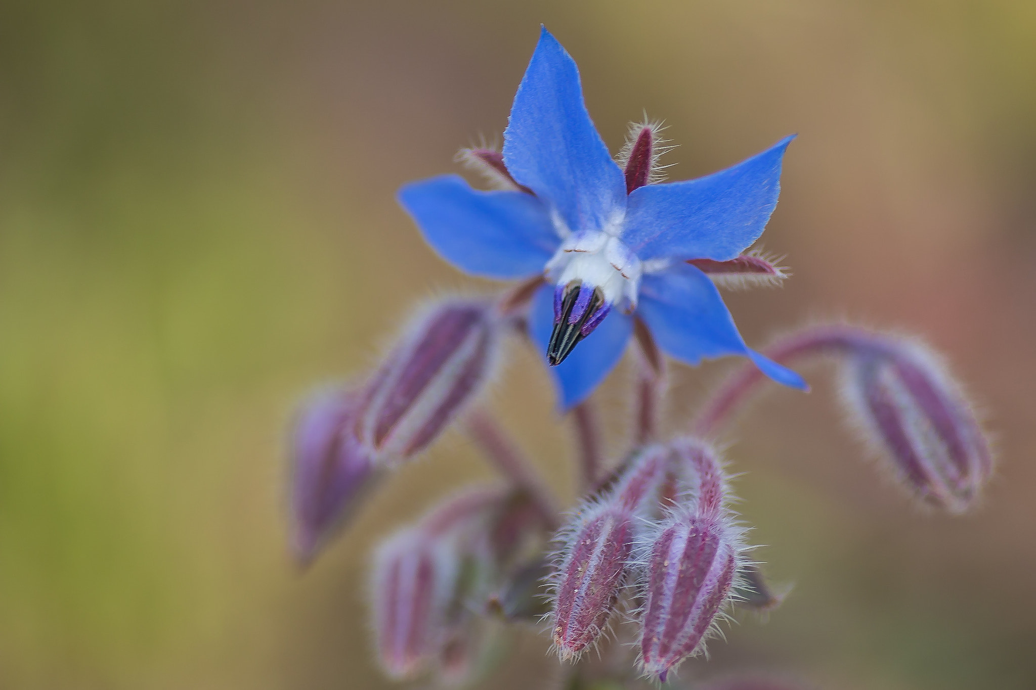 Canon EOS 70D + Tamron SP AF 90mm F2.8 Di Macro sample photo. Felix becker macro photography