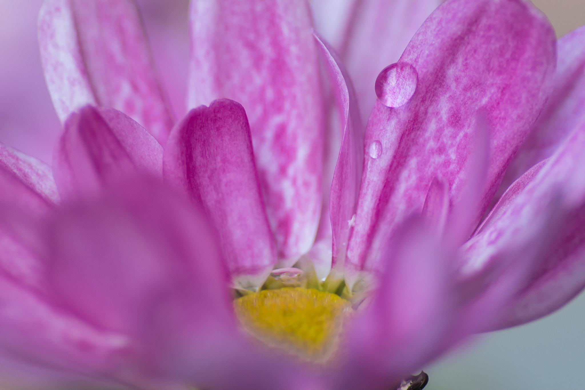 Canon EOS 70D + Tamron SP AF 90mm F2.8 Di Macro sample photo. Felix becker macro photography