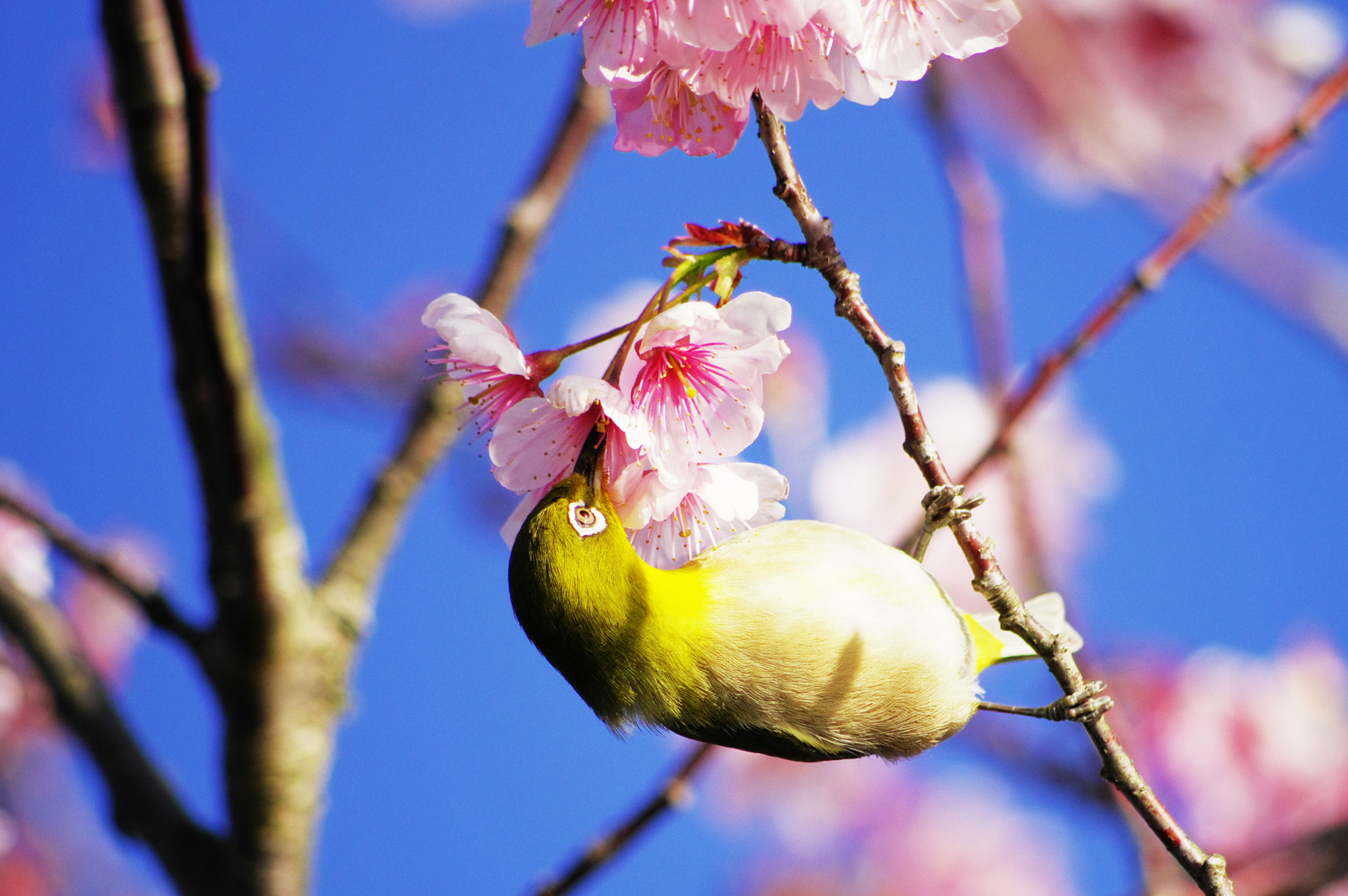 smc PENTAX-DA L 55-300mm F4-5.8 ED sample photo. A white-eye 2 photography