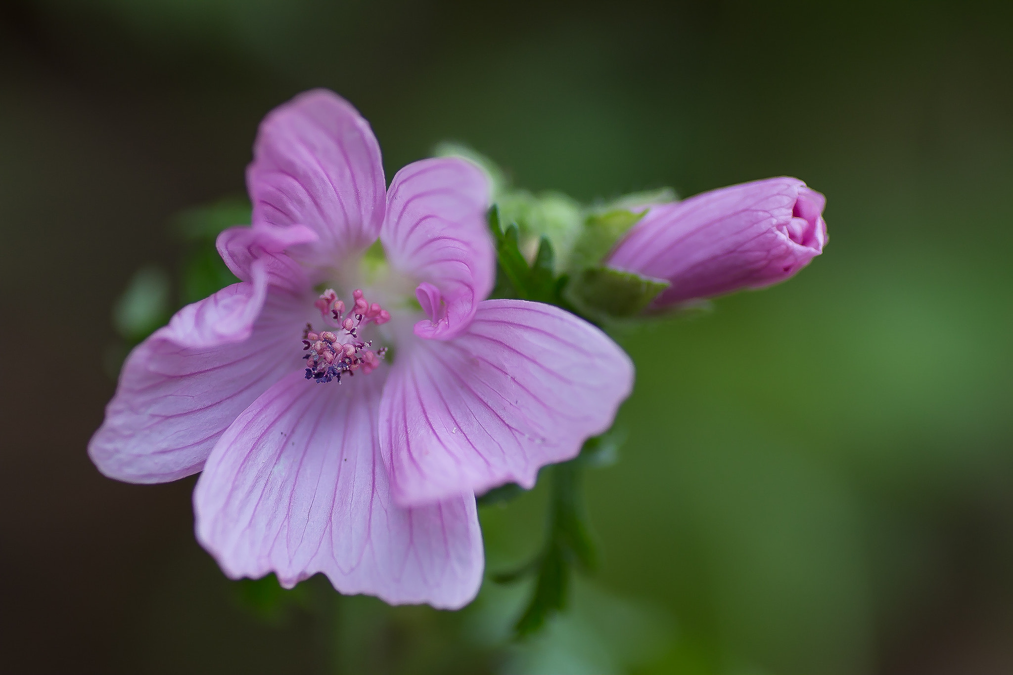 Canon EOS 70D + Tamron SP AF 90mm F2.8 Di Macro sample photo. Felix becker macro photography