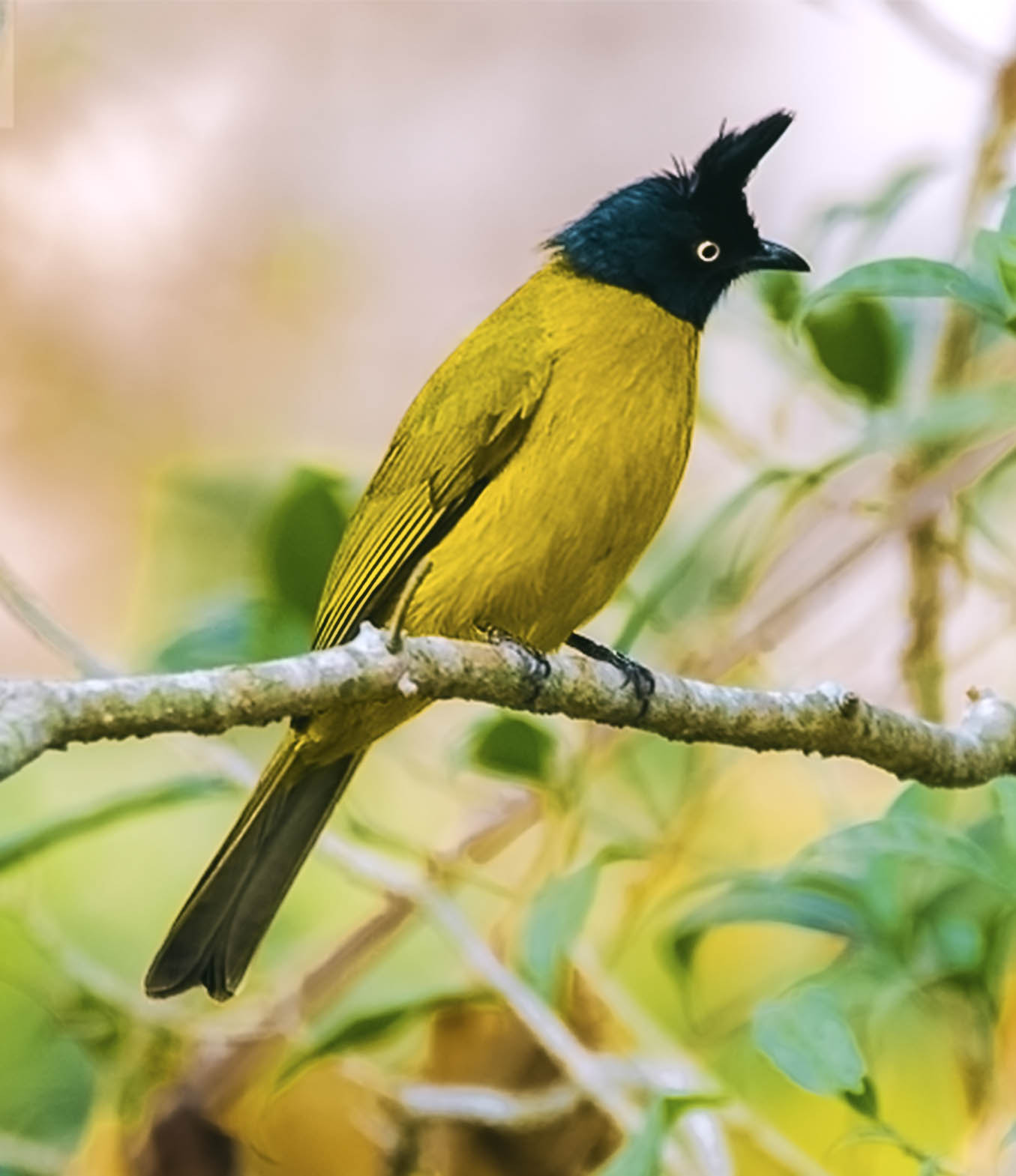 Nikon D5500 sample photo. Black crested bulbul  photography