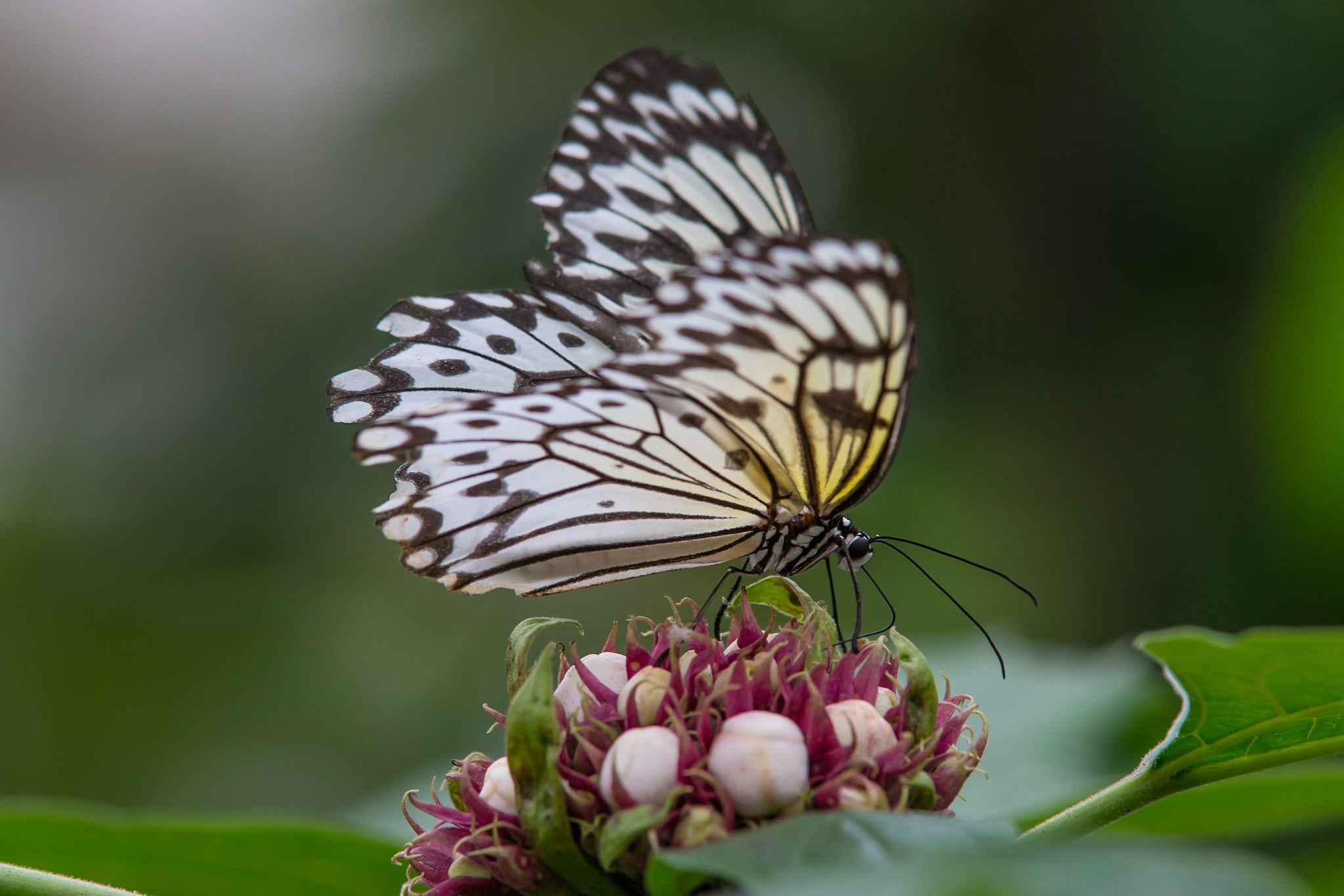 Tamron SP AF 70-200mm F2.8 Di LD (IF) MACRO sample photo. Felix becker macro photography