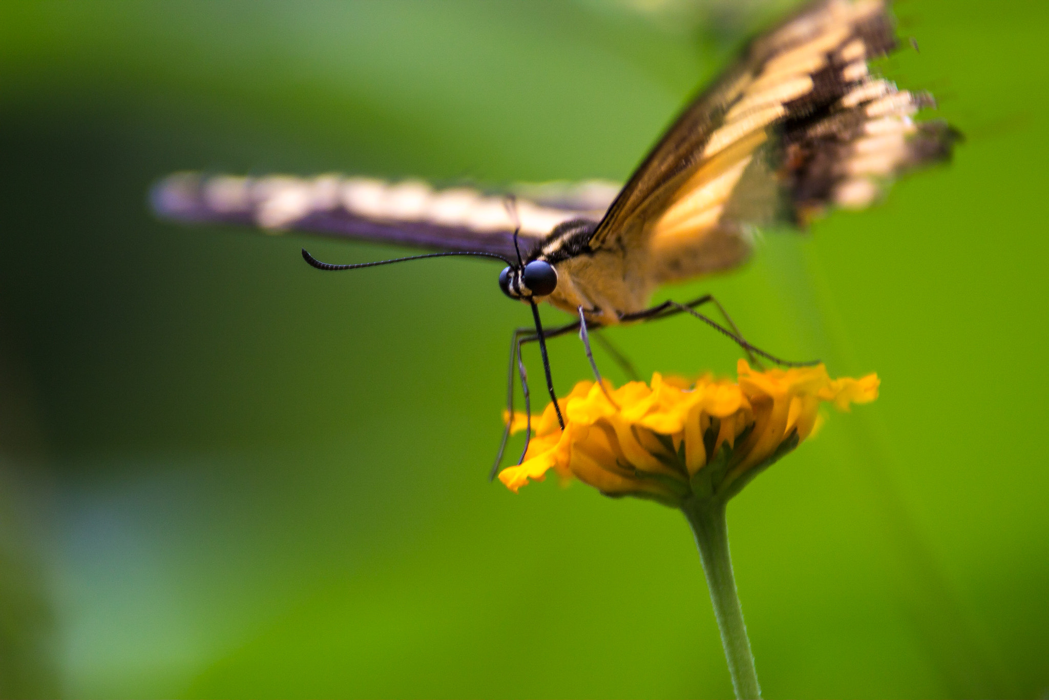 Canon EOS 70D + Tamron SP AF 70-200mm F2.8 Di LD (IF) MACRO sample photo. Felix becker macro photography