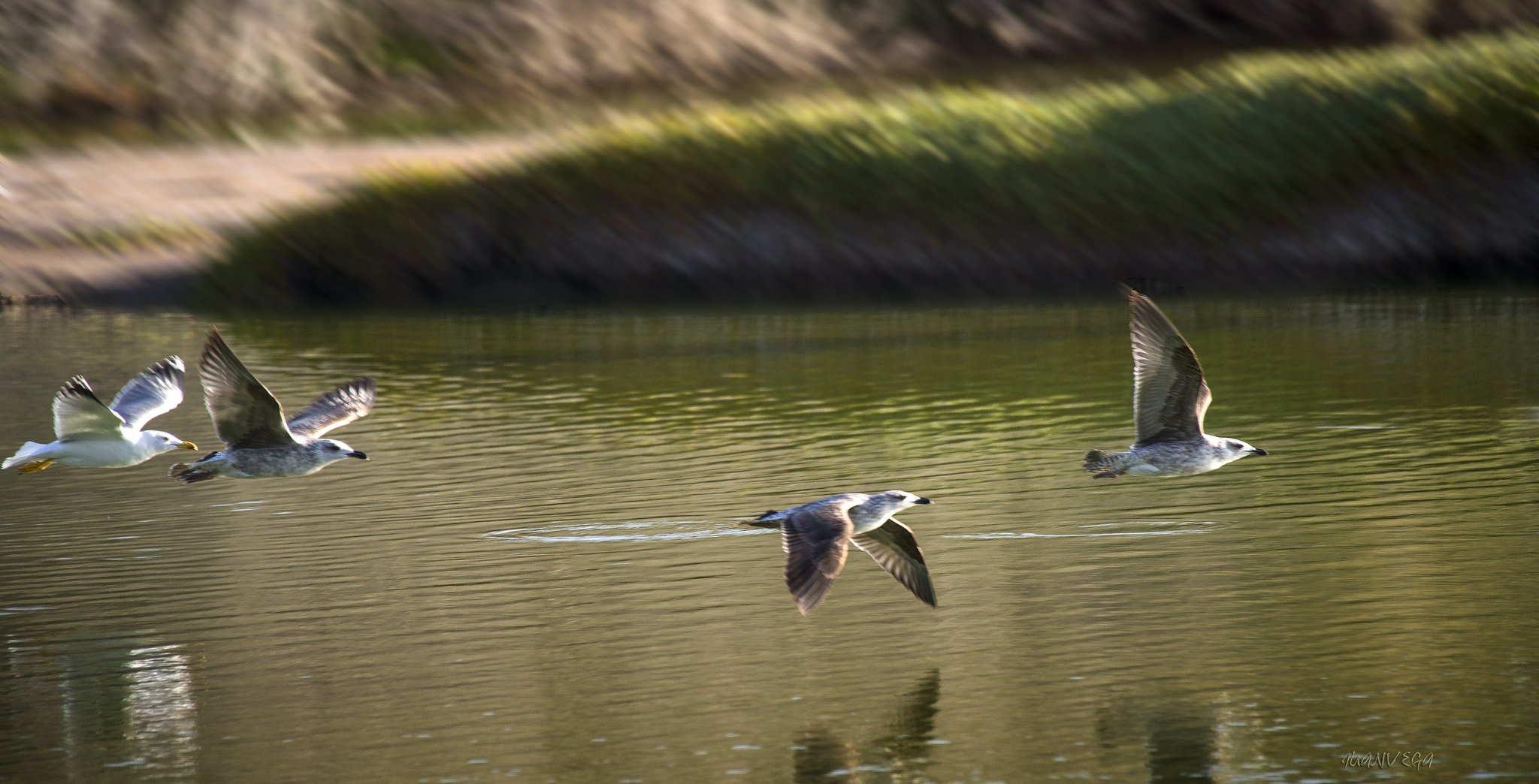 Sony Alpha DSLR-A850 + Minolta AF 300mm F2.8 HS-APO G sample photo. El vuelo photography