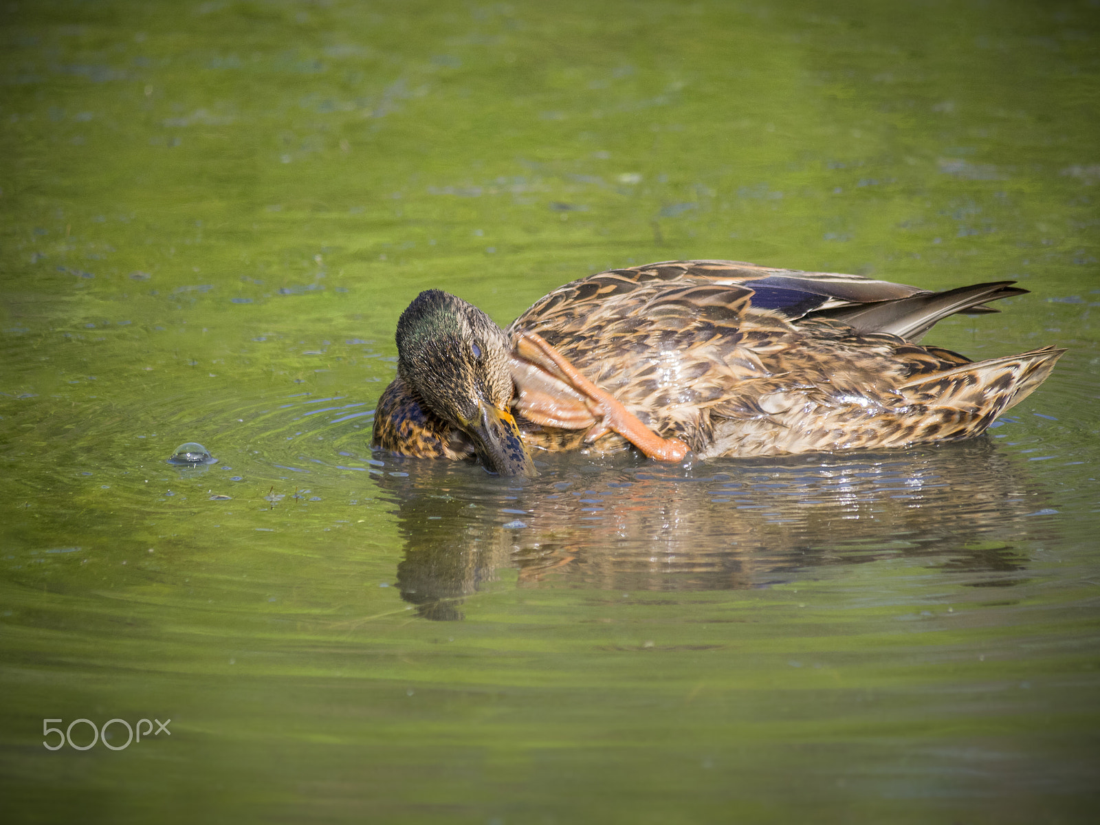 Olympus OM-D E-M1 sample photo. Duck on water photography