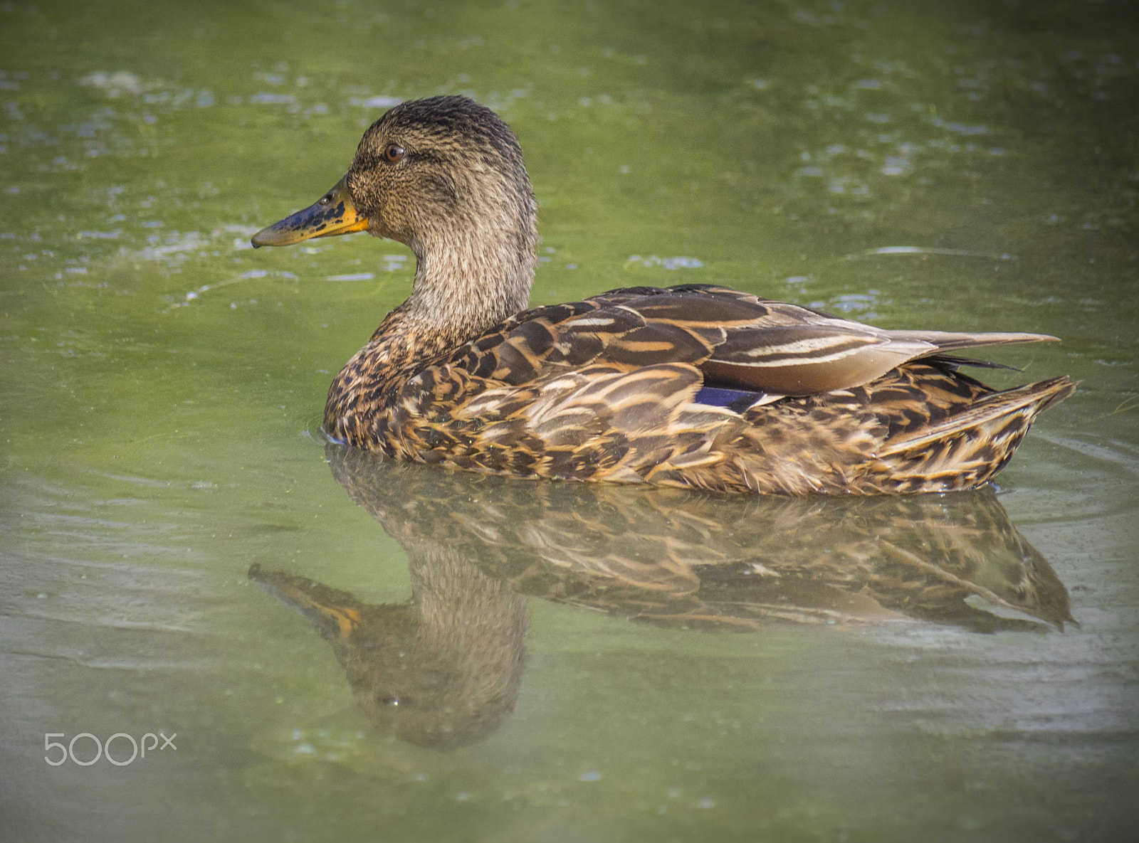 Olympus OM-D E-M1 sample photo. Duck on water photography