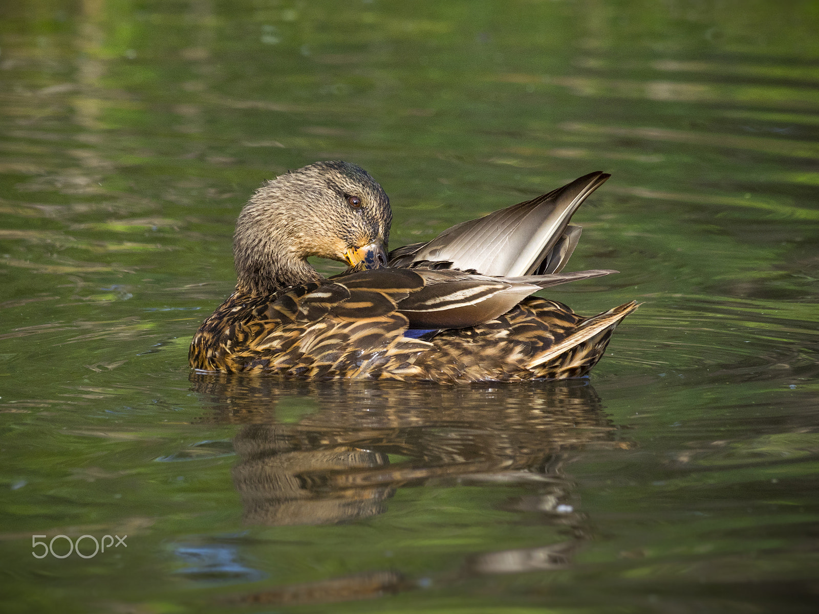 Olympus OM-D E-M1 sample photo. Duck on water photography