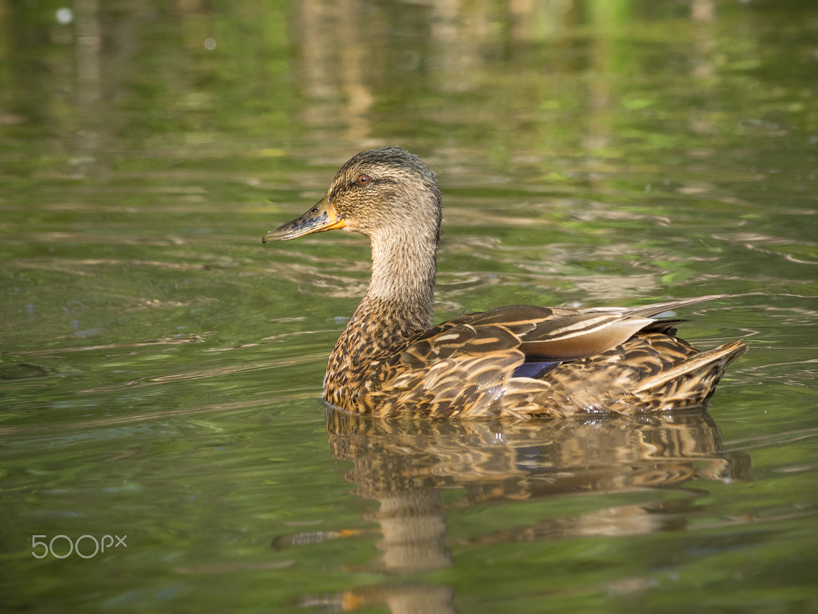 Olympus OM-D E-M1 sample photo. Duck on water photography