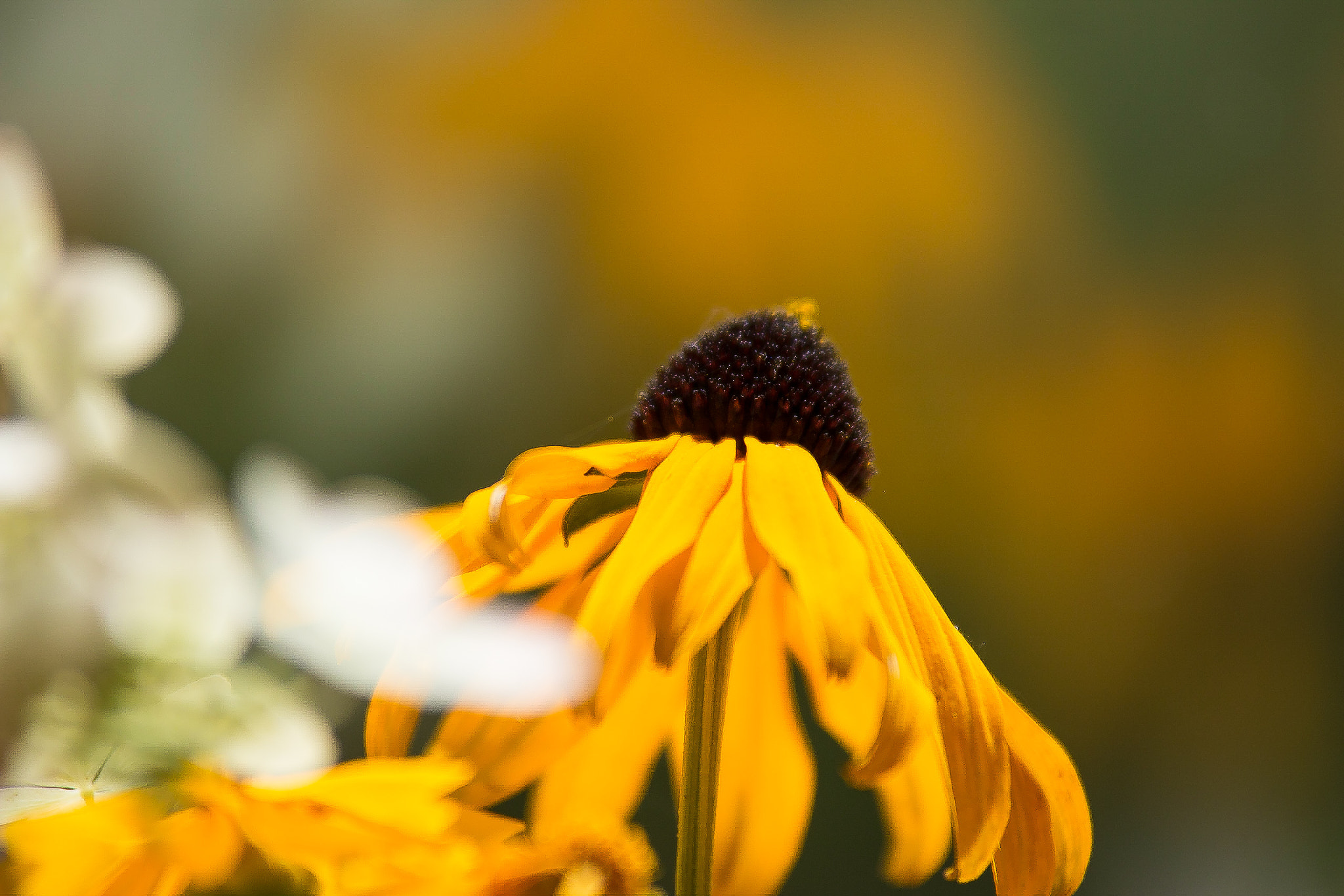 Canon EOS 70D + Tamron SP AF 70-200mm F2.8 Di LD (IF) MACRO sample photo. Felix becker macro photography