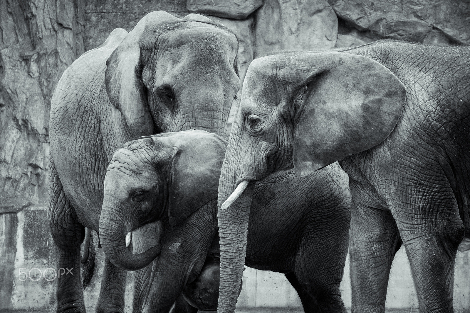 Sony a7S sample photo. Elephants photography