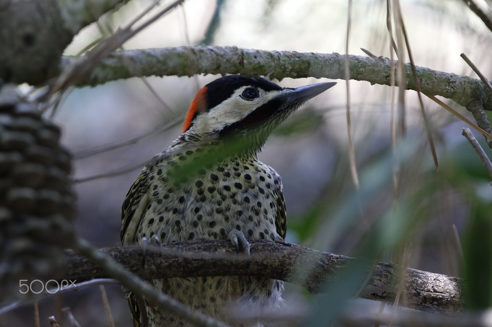 Sigma 150-600mm F5-6.3 DG OS HSM | C sample photo. Carpintero photography