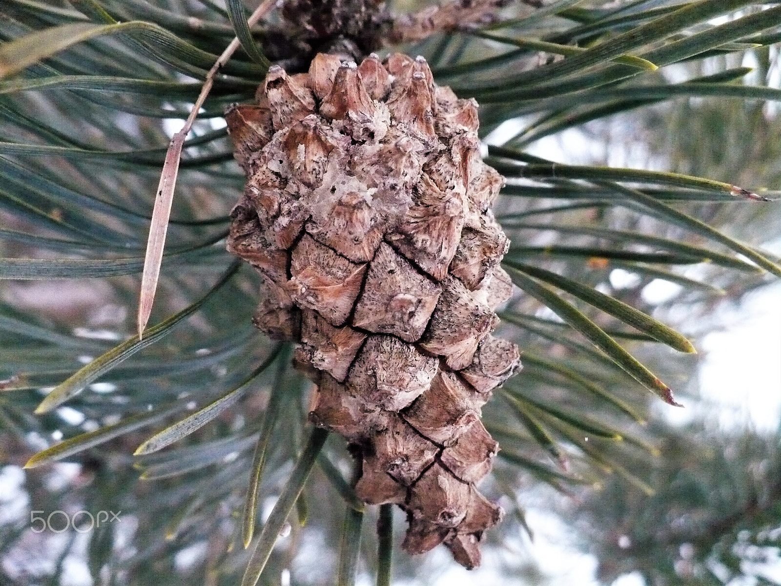 Panasonic DMC-LZ7 sample photo. Pine cone photography