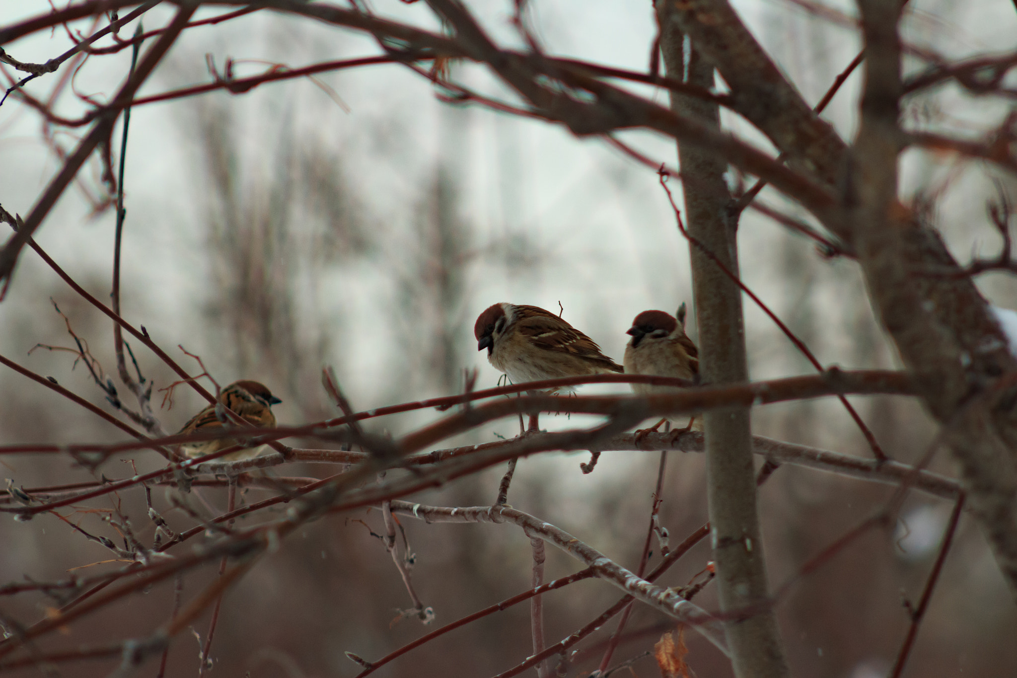 Canon EOS 650D (EOS Rebel T4i / EOS Kiss X6i) + EF75-300mm f/4-5.6 sample photo. Spring is coming photography