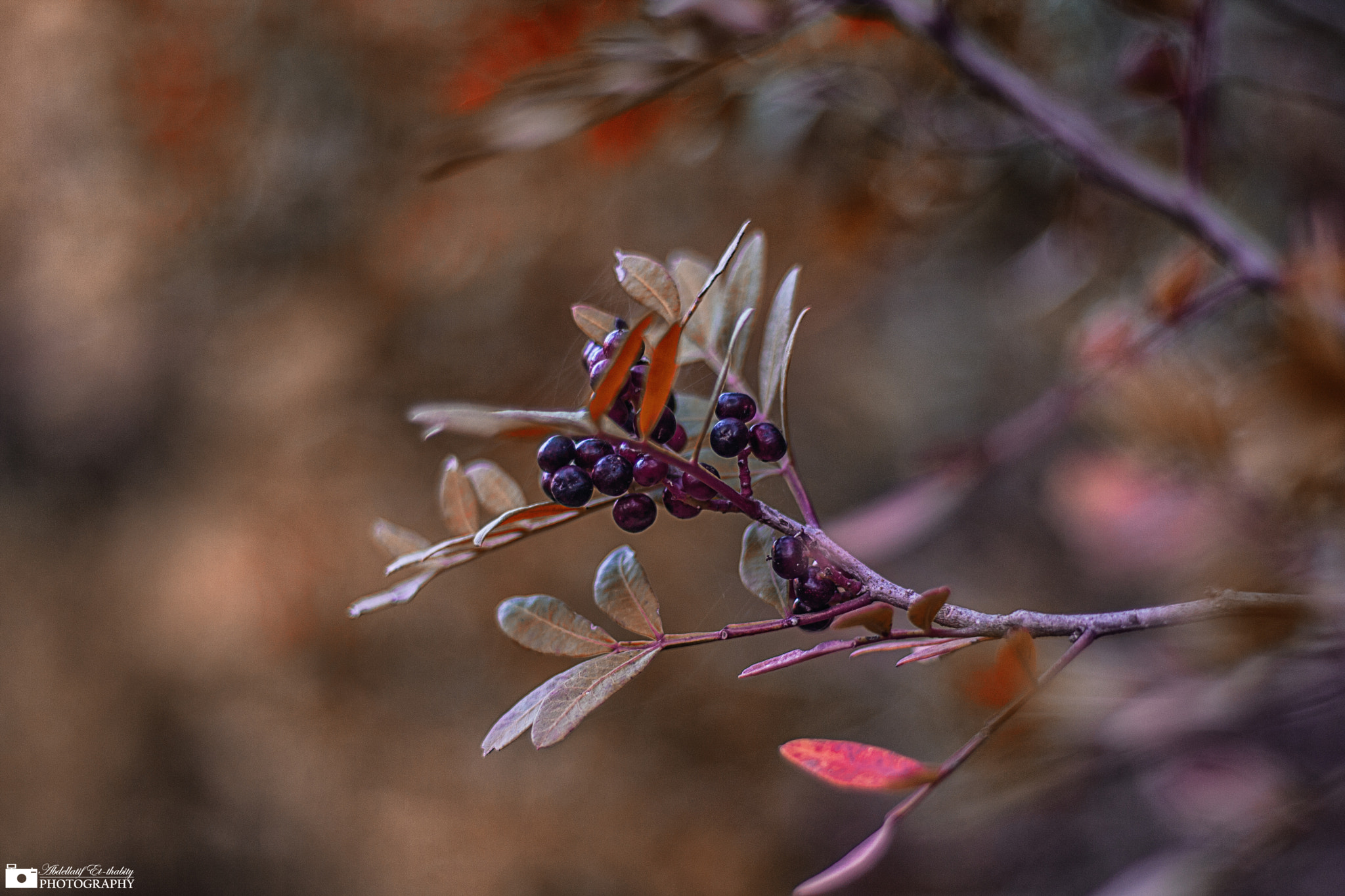 Canon EOS 1000D (EOS Digital Rebel XS / EOS Kiss F) sample photo. Stringer plantes photography