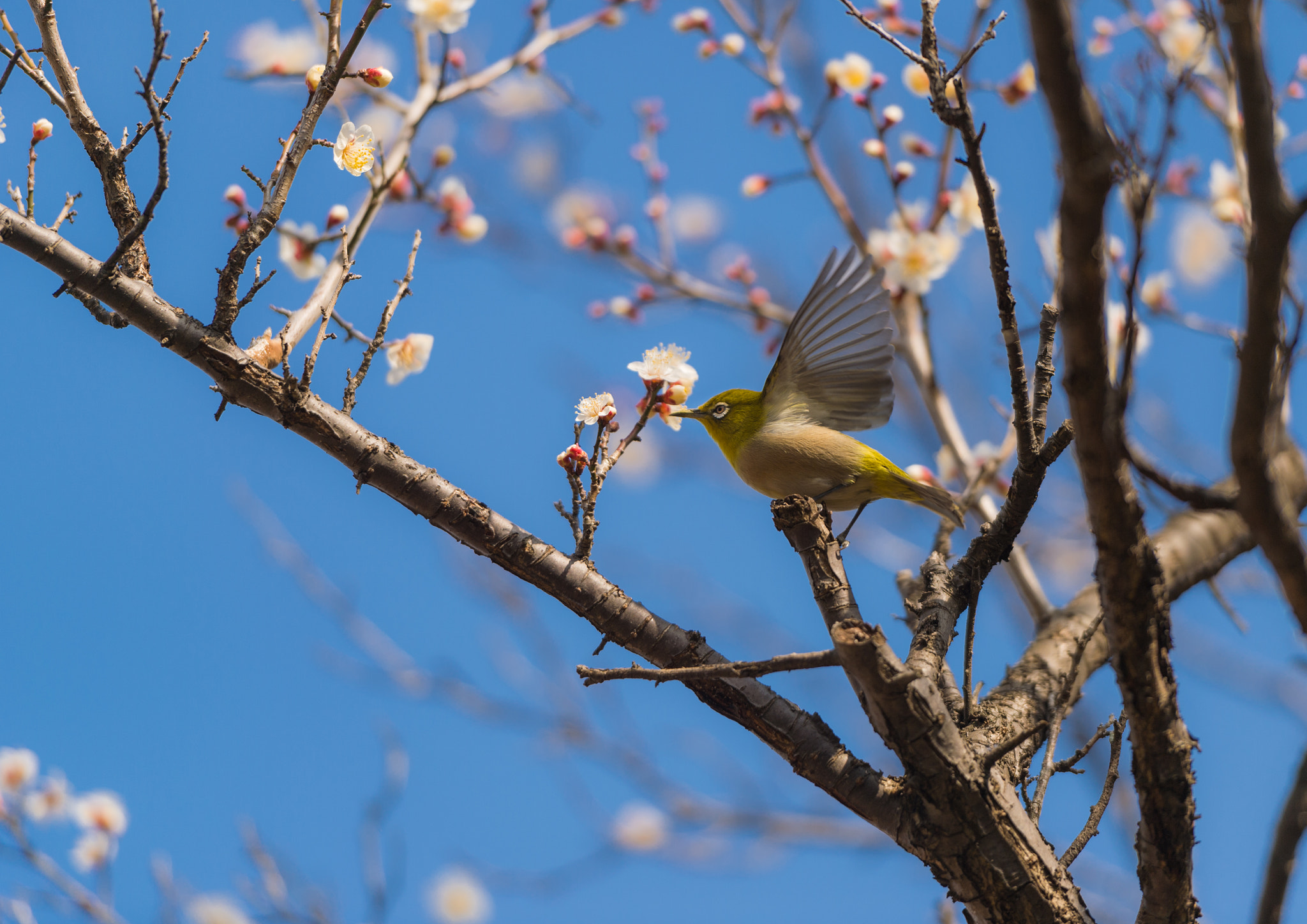 Nikon Df sample photo. Lunch time photography