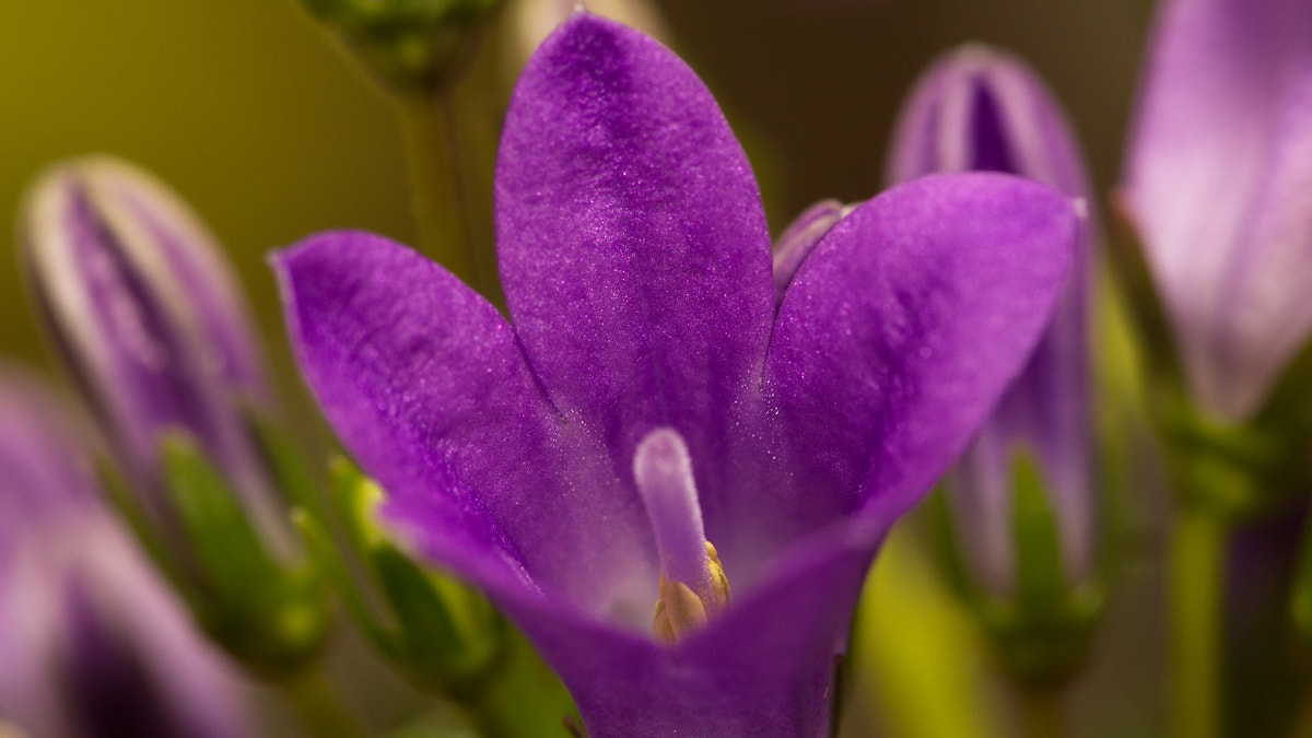 Sigma 105mm F2.8 EX DG OS HSM sample photo. Flower photography
