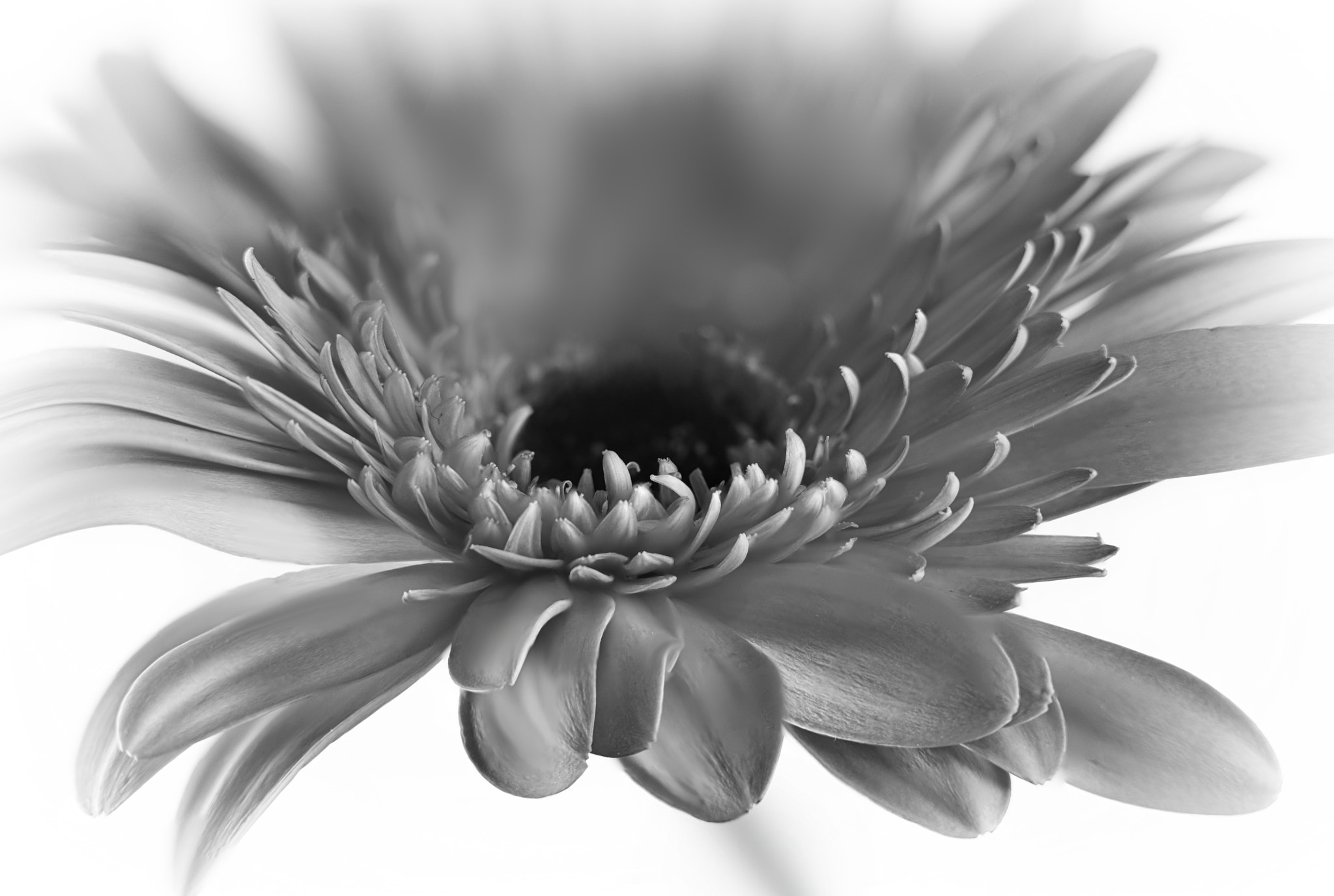 Canon EF 100mm F2.8 Macro USM sample photo. Shades of grey photography