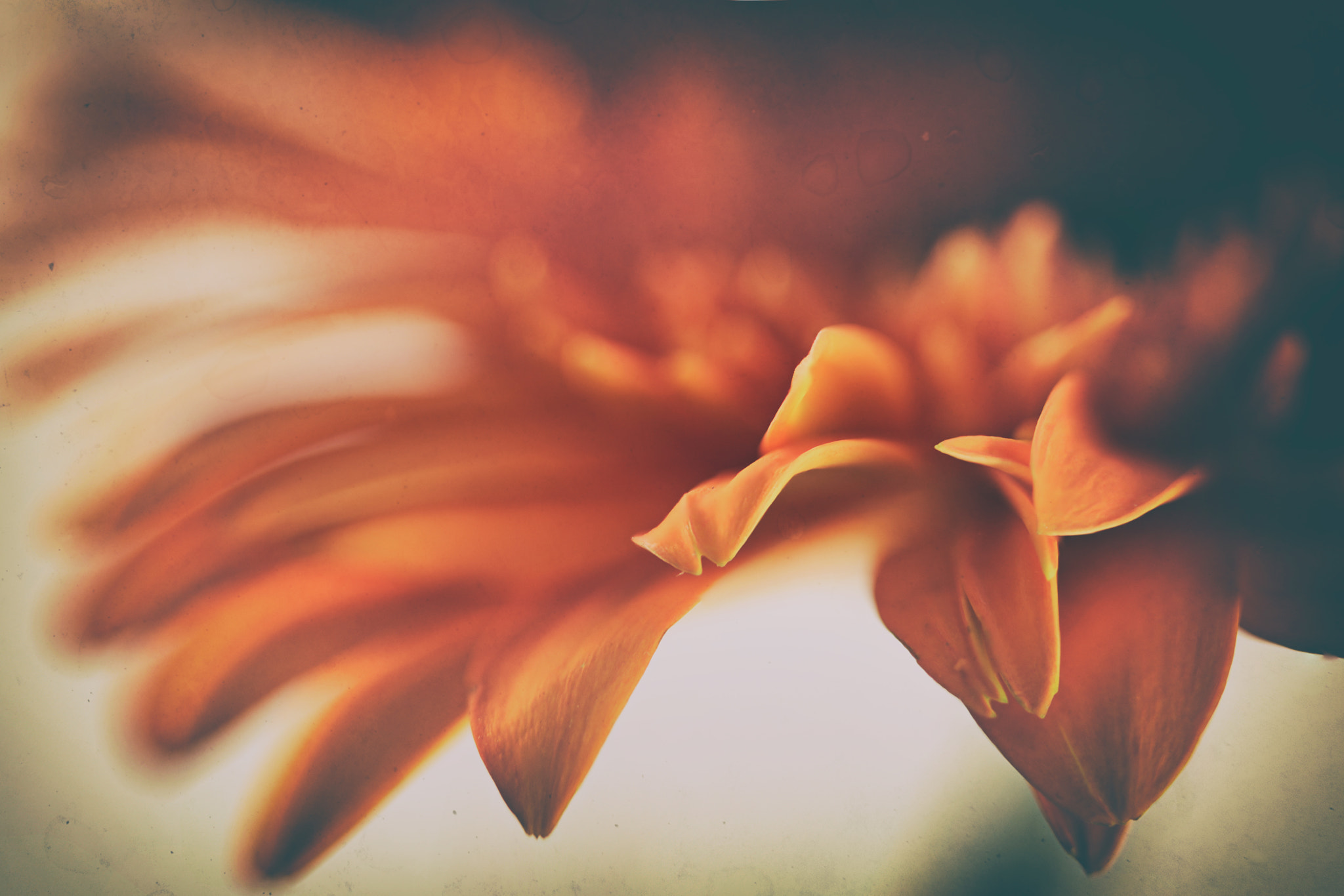 Canon EF 100mm F2.8 Macro USM sample photo. Smouldering photography