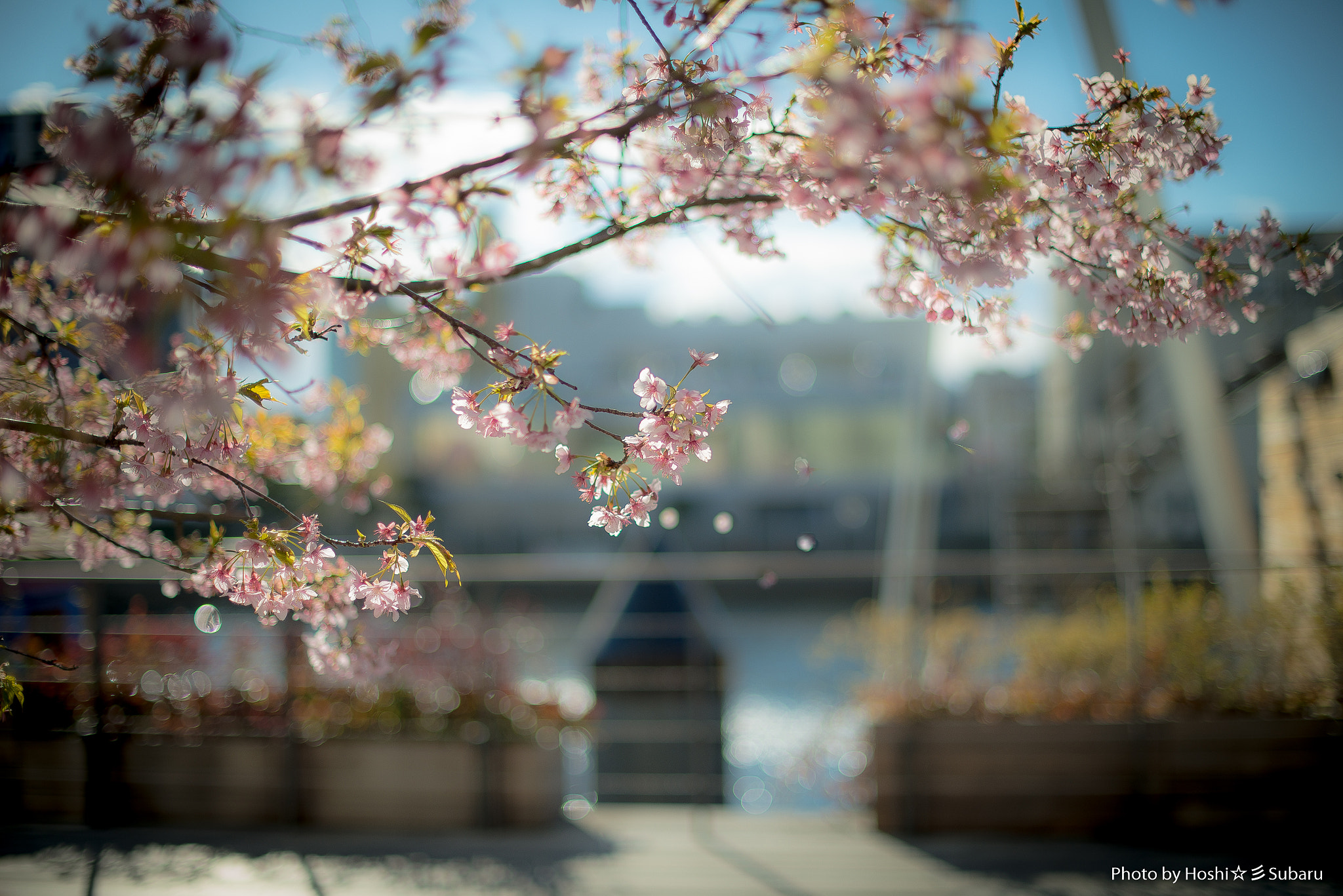 Nikon D800E + Nikon AF-S Nikkor 50mm F1.4G sample photo. Cold cherry blossoms photography