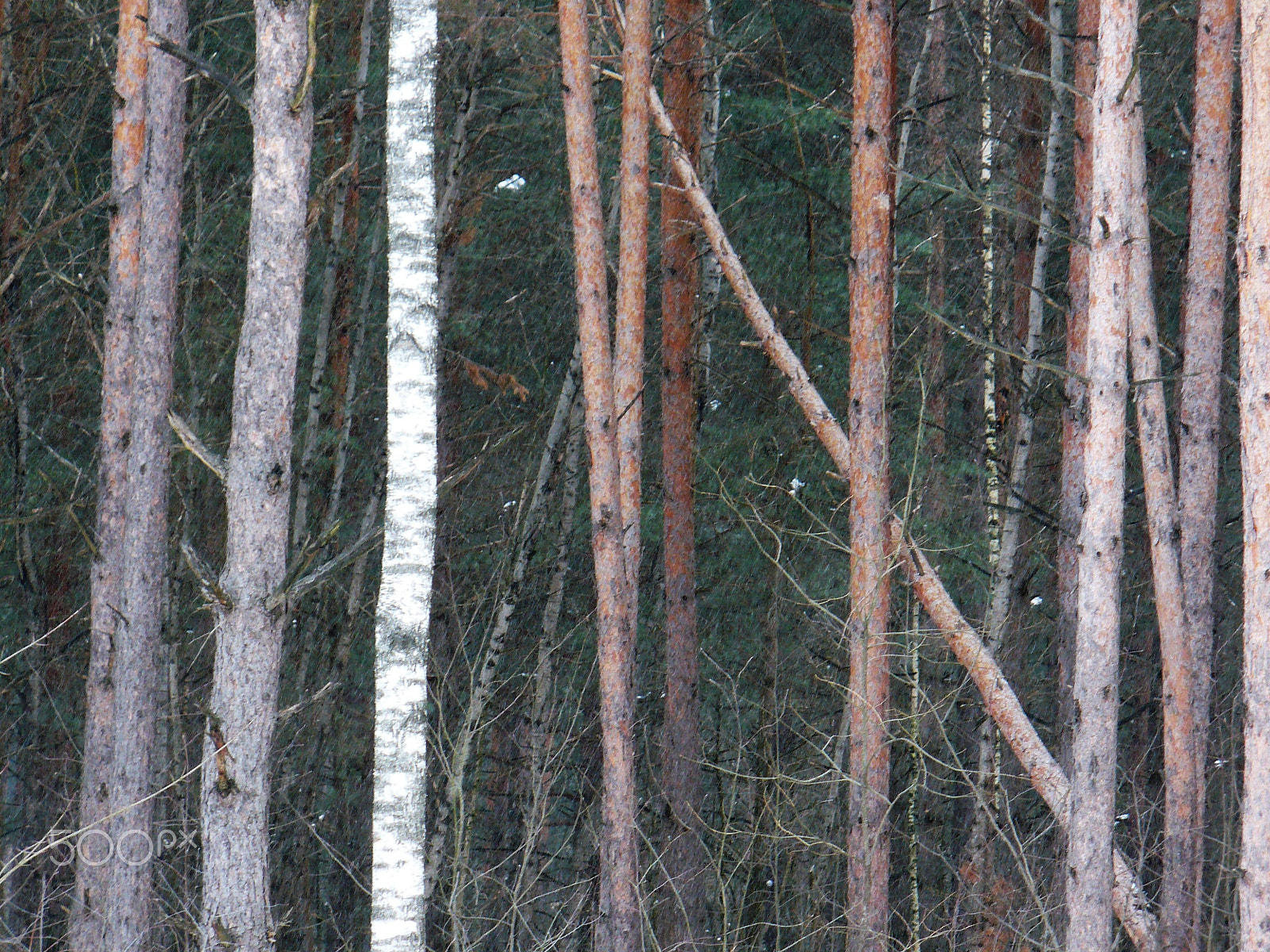 Panasonic DMC-LZ7 sample photo. Birch and pine photography