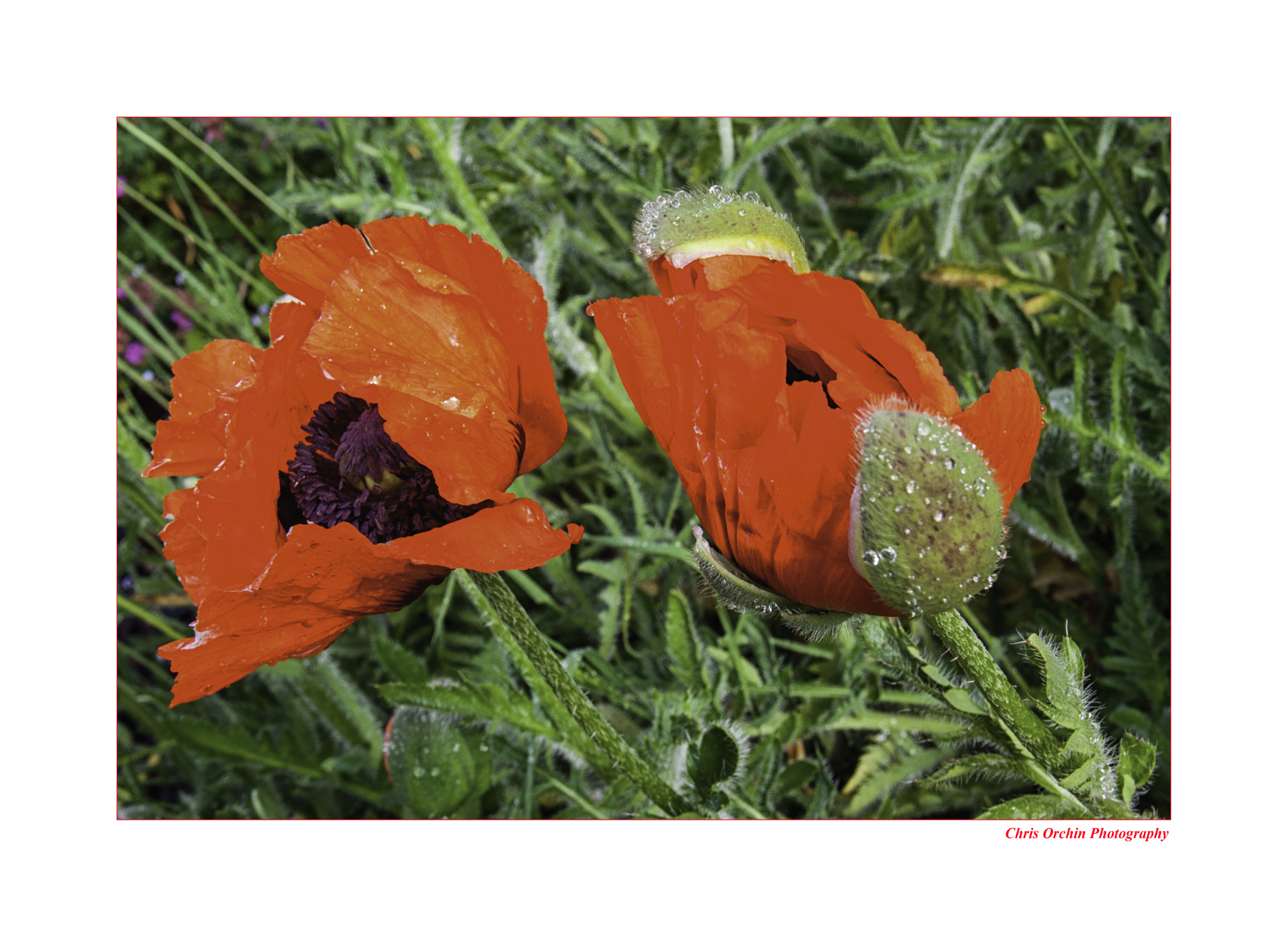 Sigma 18-125mm F3.8-5.6 DC OS HSM sample photo. Poppies after the rain photography