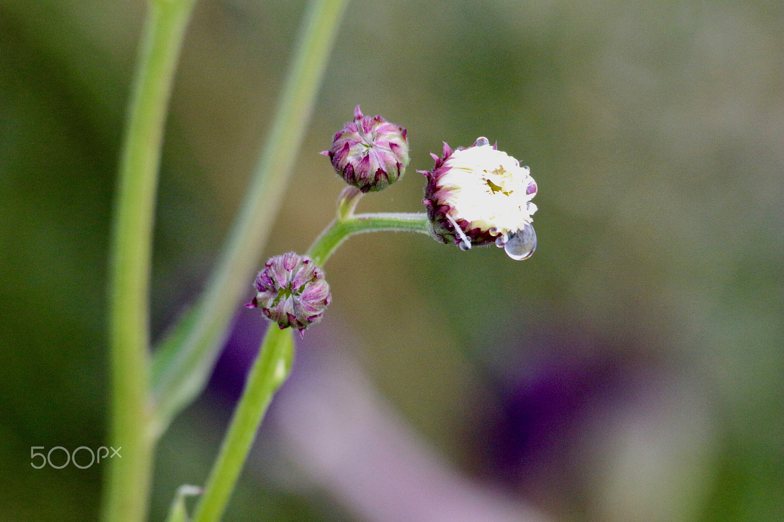 Canon EF 70-300mm F4-5.6 IS USM sample photo. Freshness photography