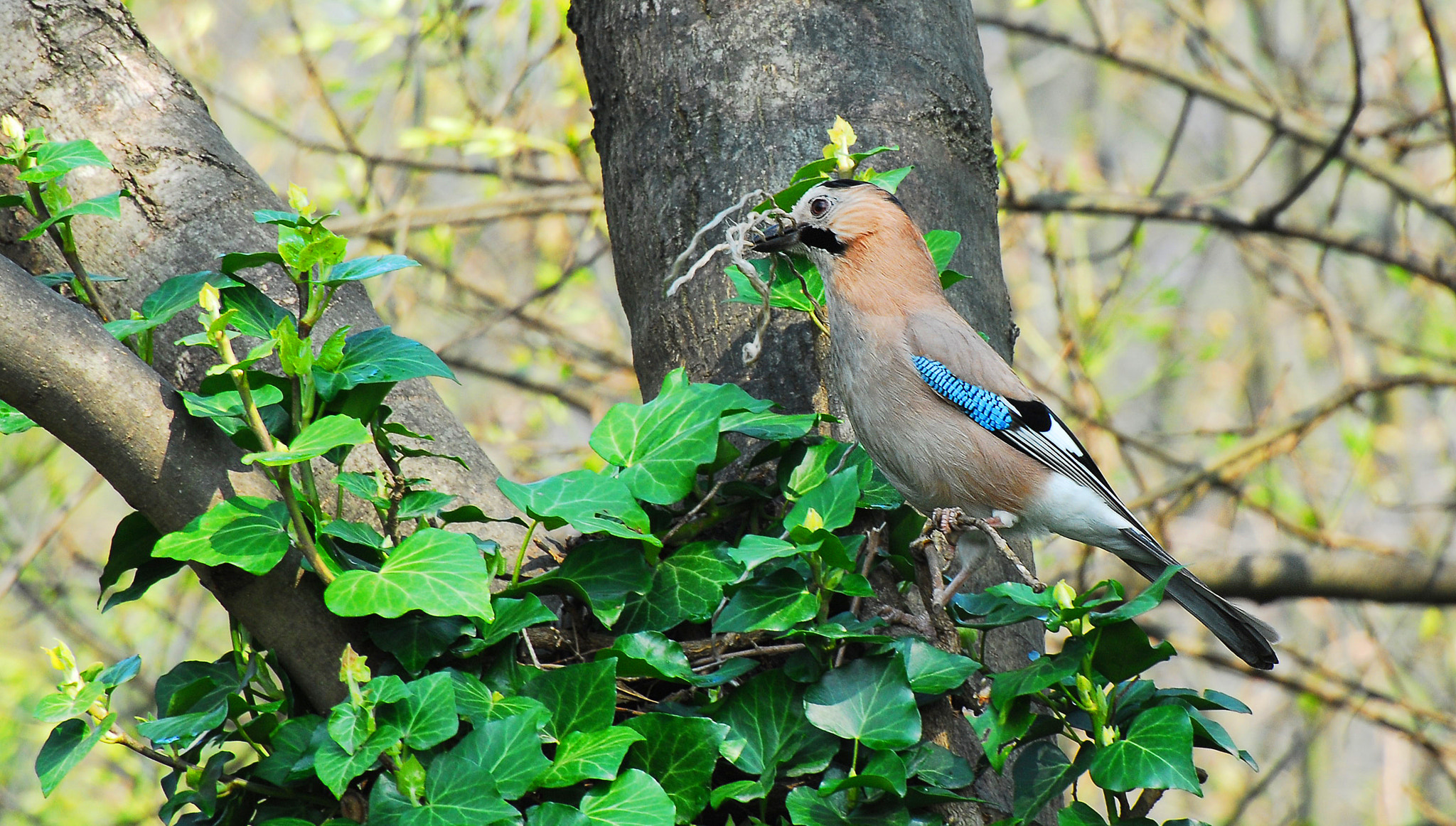 Nikon D200 sample photo. Crow photography