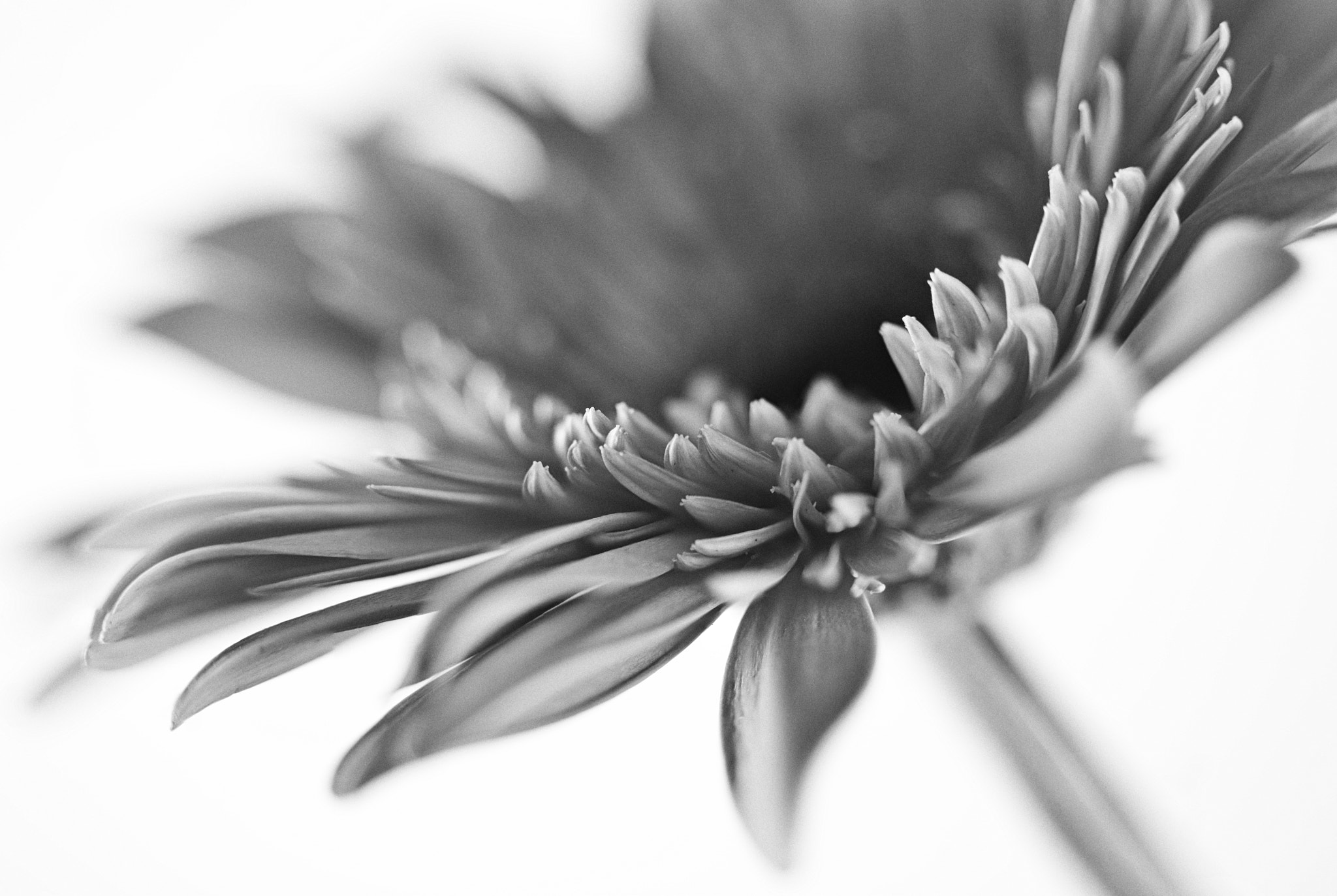 Canon EF 100mm F2.8 Macro USM sample photo. Sunday morning coming down photography