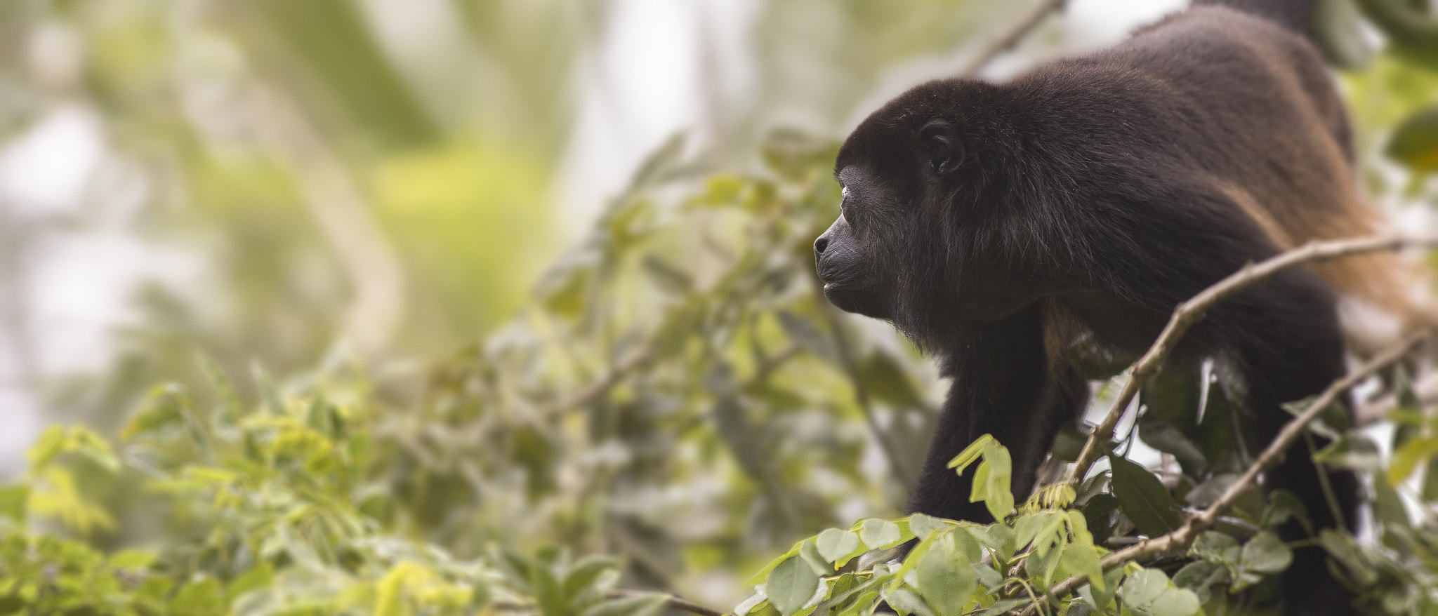 Canon EF 70-200mm F2.8L IS II USM sample photo. Mantled howler monkey photography