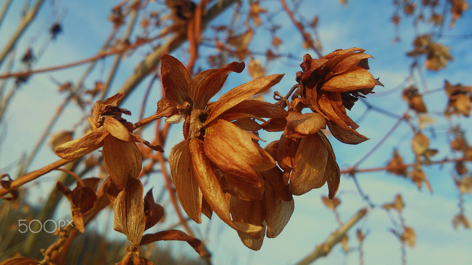 LG L90 sample photo. Dead flower photography