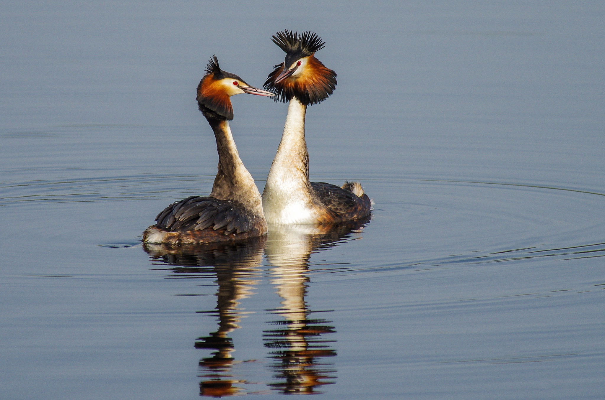 Pentax K-5 II + Pentax smc DA* 300mm F4.0 ED (IF) SDM sample photo. Great crested grebe photography