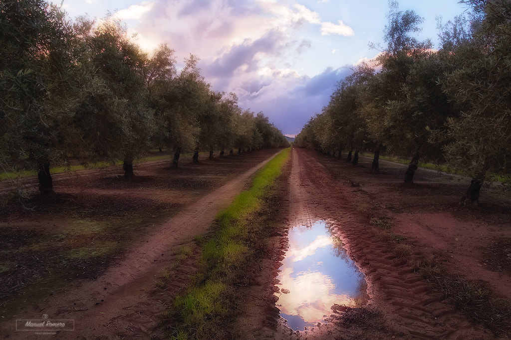 Nikon D750 + Sigma 17-70mm F2.8-4 DC Macro OS HSM sample photo. Caminado entre olivos photography