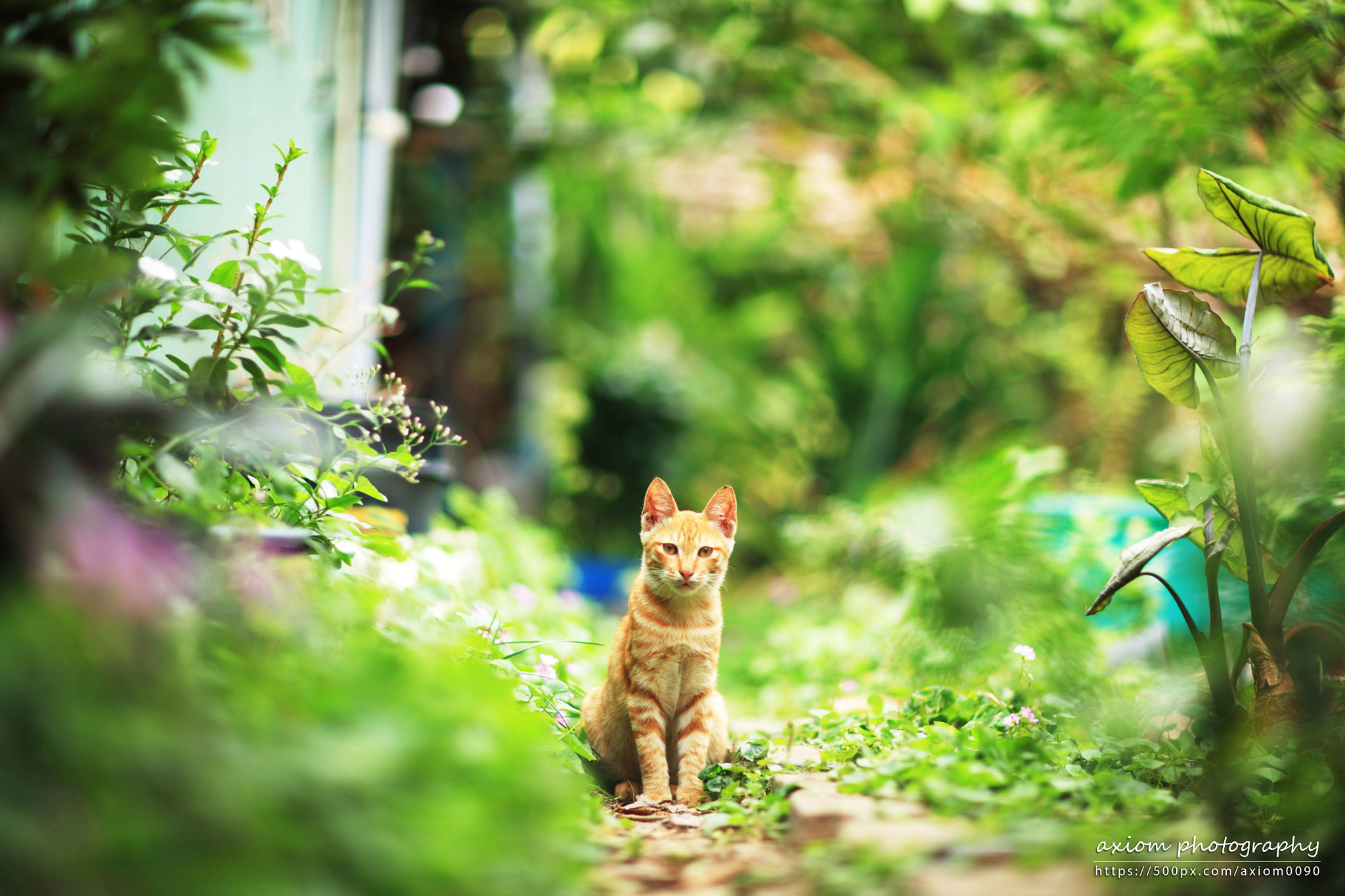 Canon EOS 5D sample photo. Cat photography