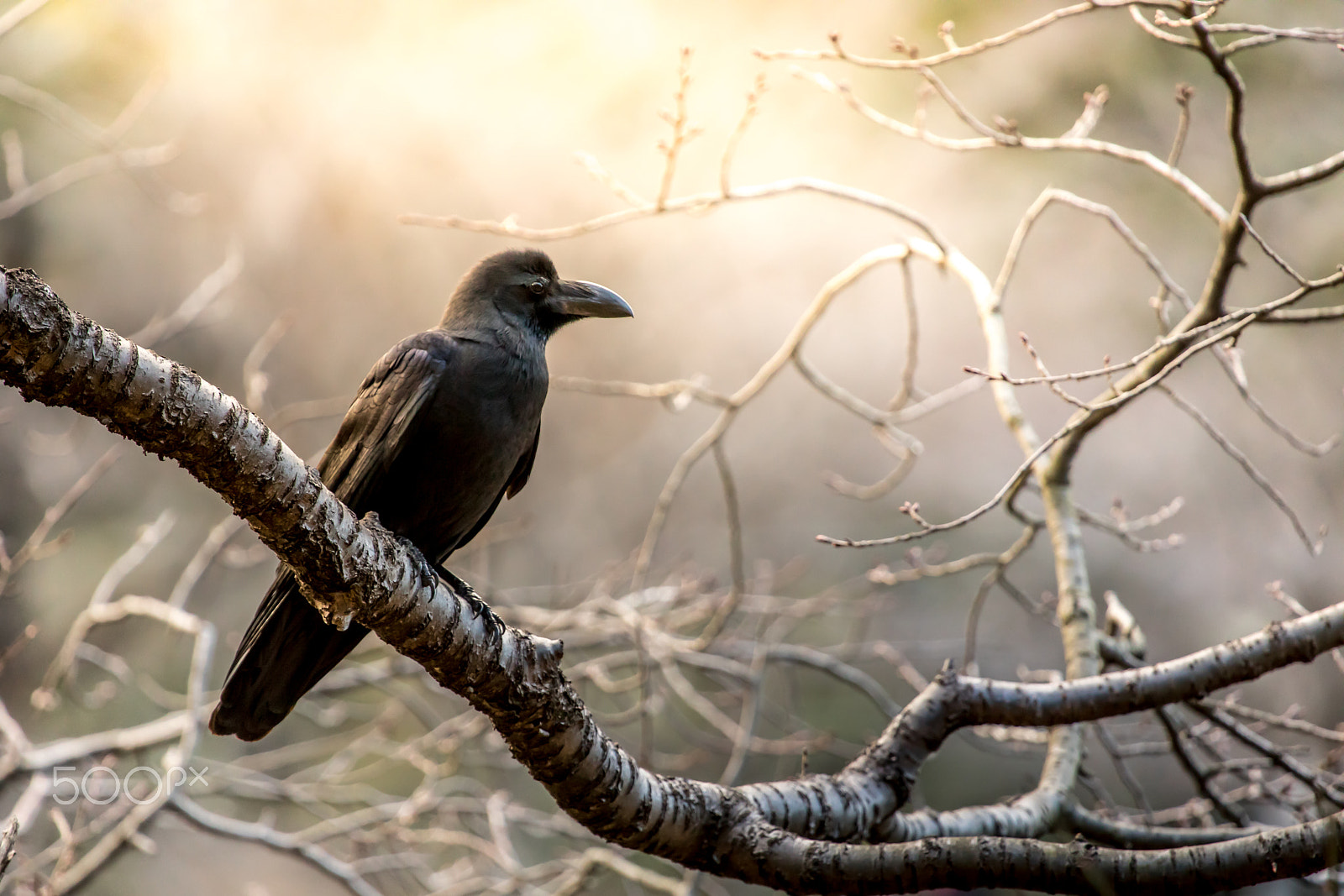 Canon EF 100-400mm F4.5-5.6L IS USM sample photo. The crow photography