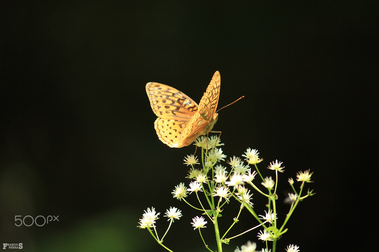 Canon EF-S 55-250mm F4-5.6 IS sample photo. Resting butterfly photography