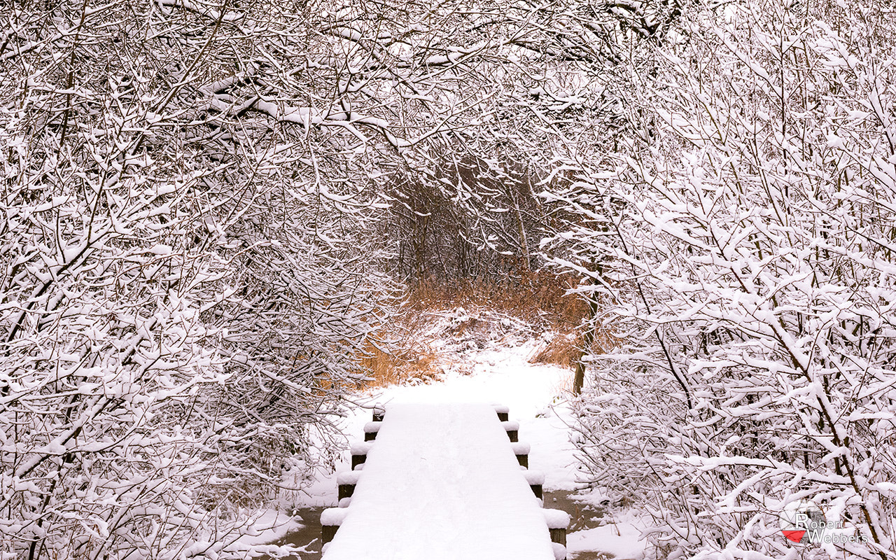 Canon EF 50mm F1.8 II sample photo. Footbridge photography
