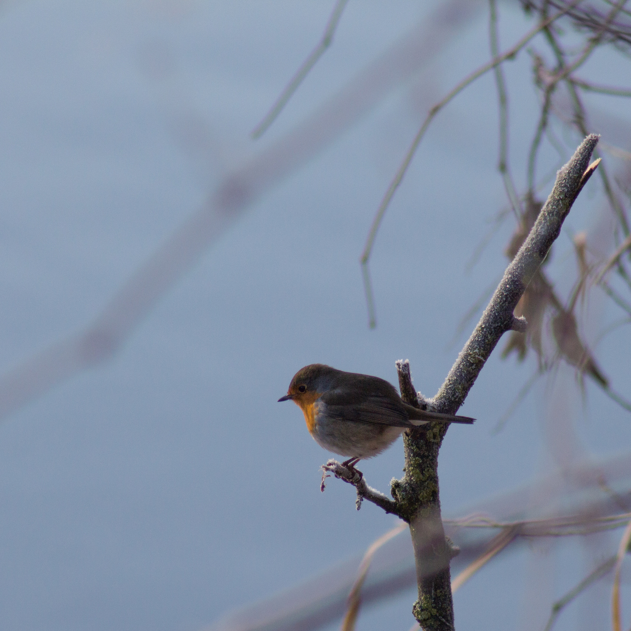 Canon EOS 60D + EF75-300mm f/4-5.6 sample photo. Bird photography