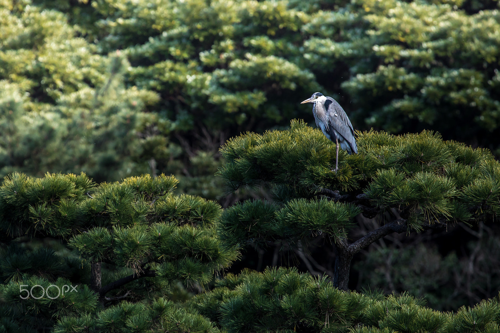 Canon EF 100-400mm F4.5-5.6L IS USM sample photo. On top of the trees photography