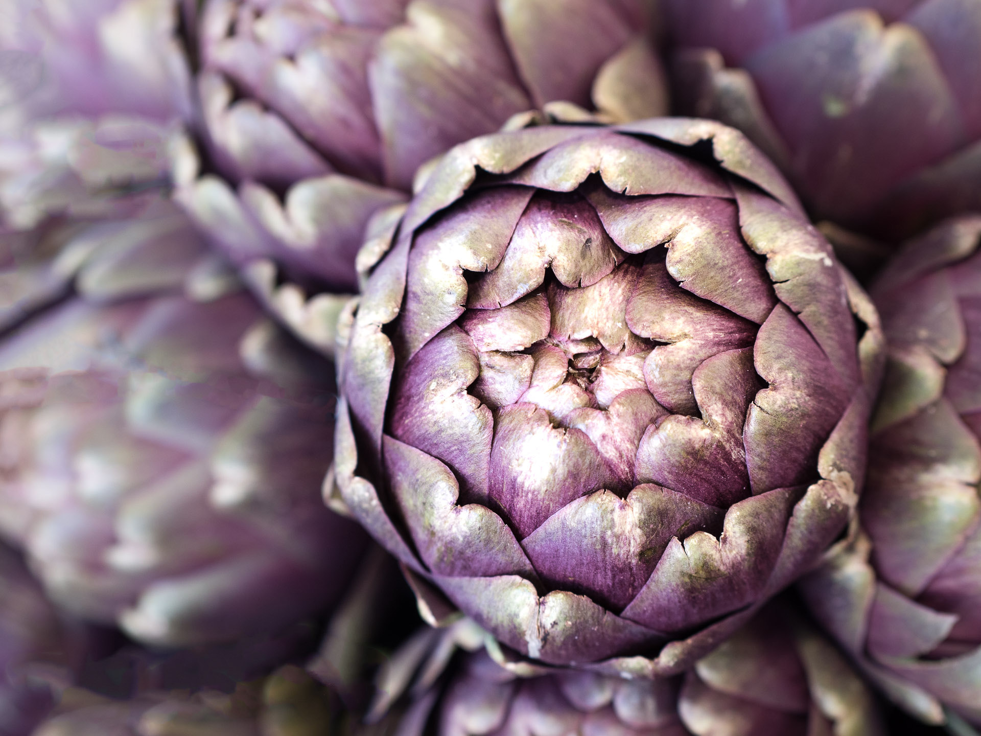 Panasonic Leica DG Nocticron 42.5mm F1.2 ASPH OIS sample photo. Artichoke photography